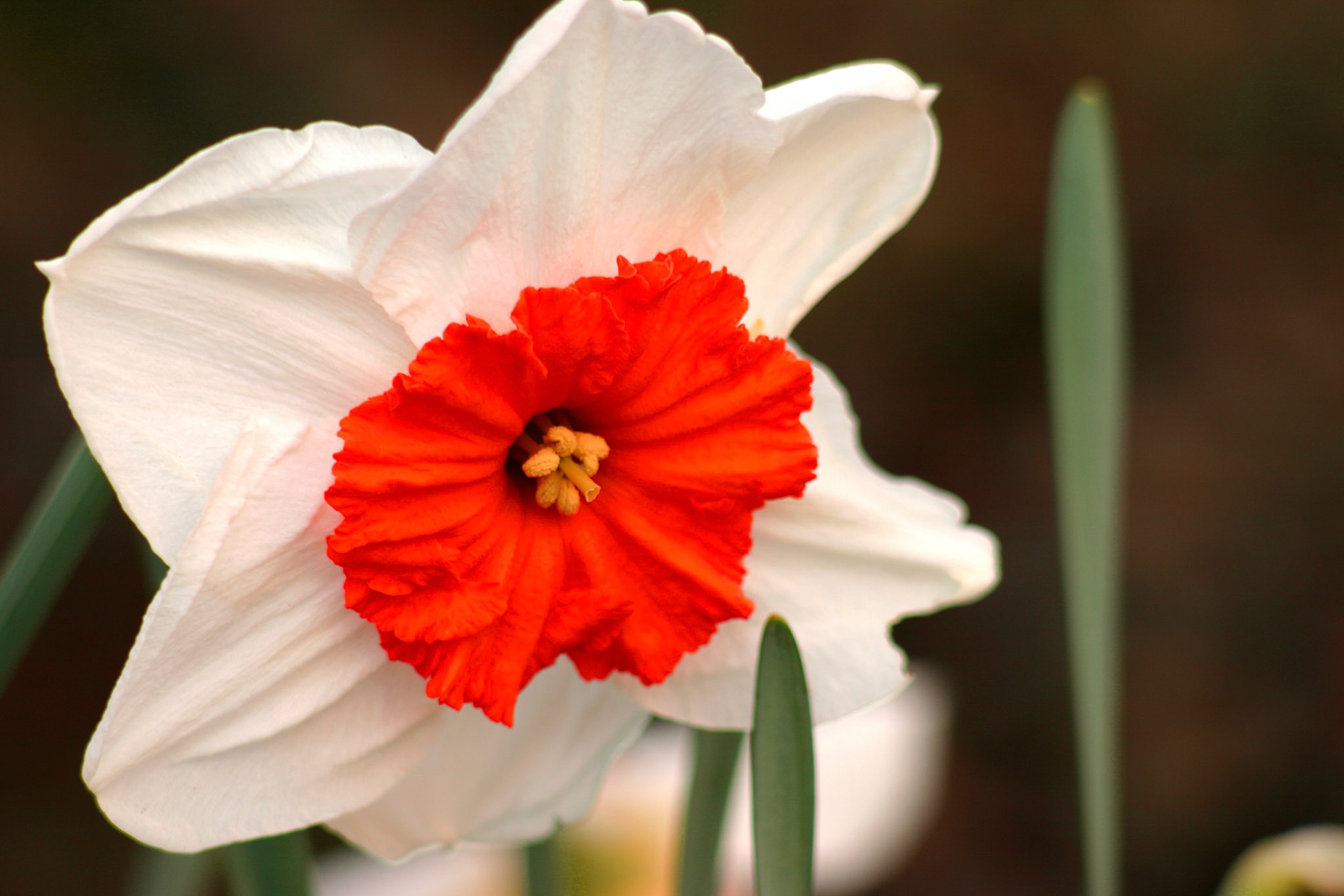 Daffodil, Kirkland, WA
