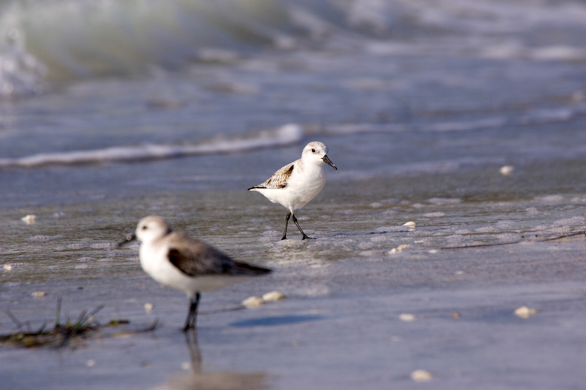 Sanderlings - North Lido Beach - Sarasota, FL