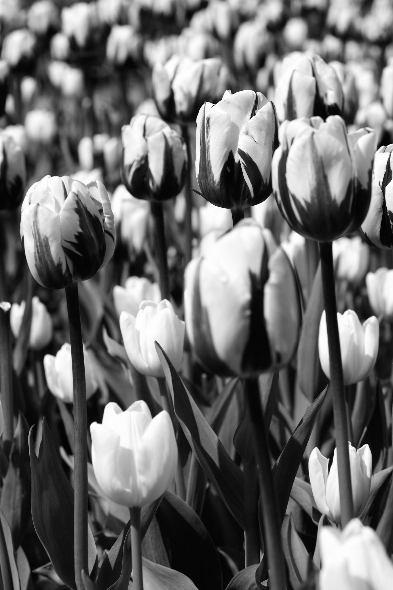Tulips - Skagit Valley, WA