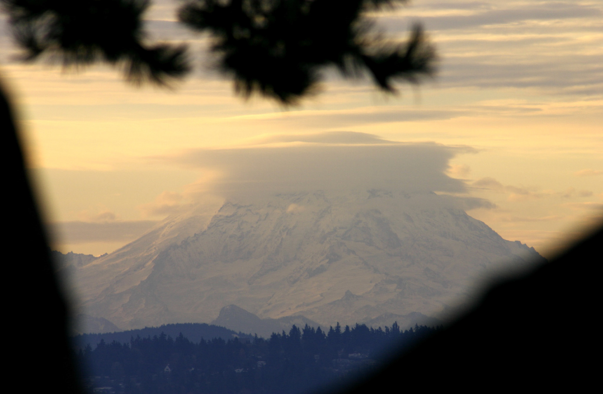 Pine tree frame of Mt Ranier - Kirkland, WA