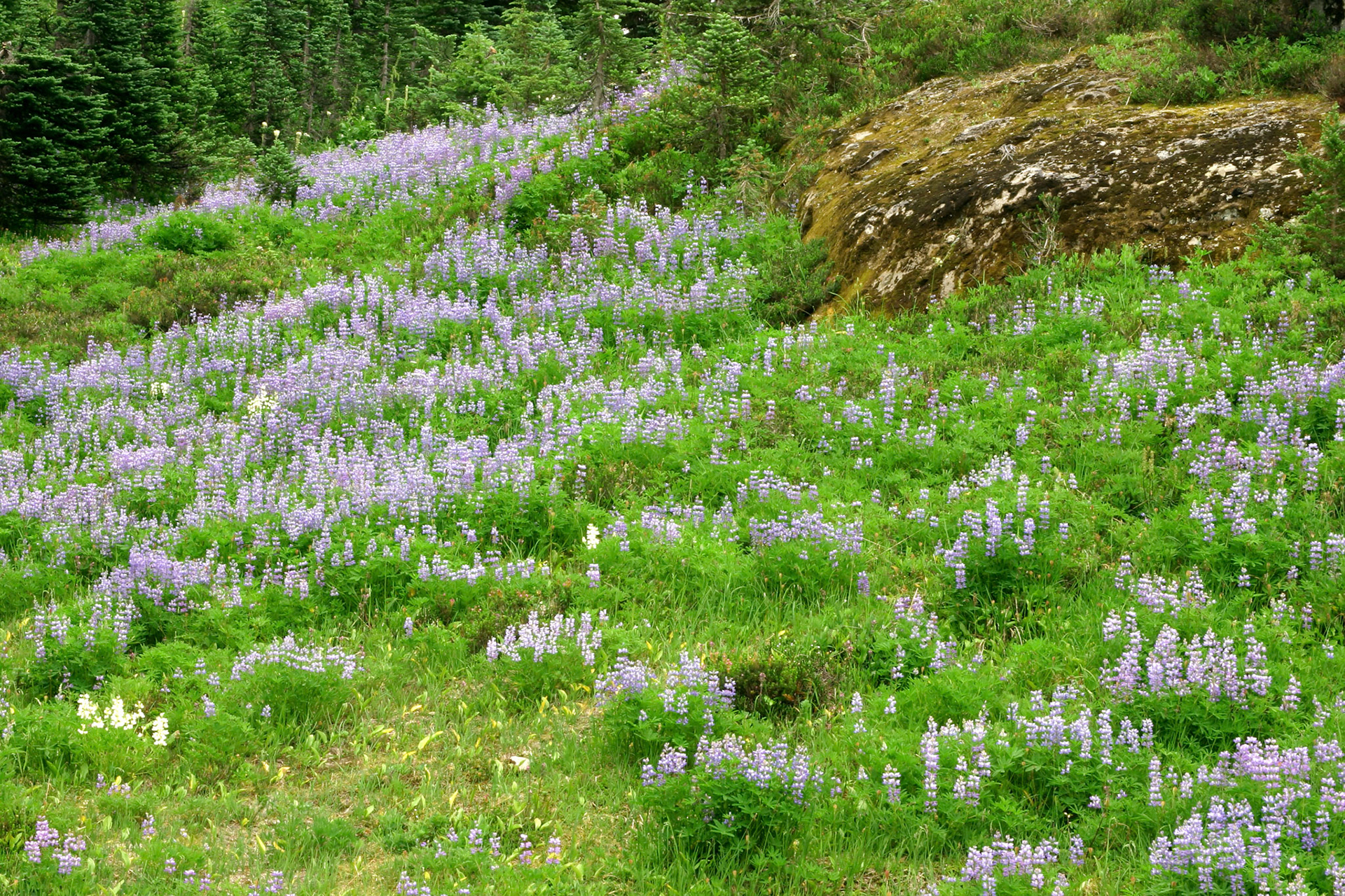 Wild flowers - Mt Ranier National Park