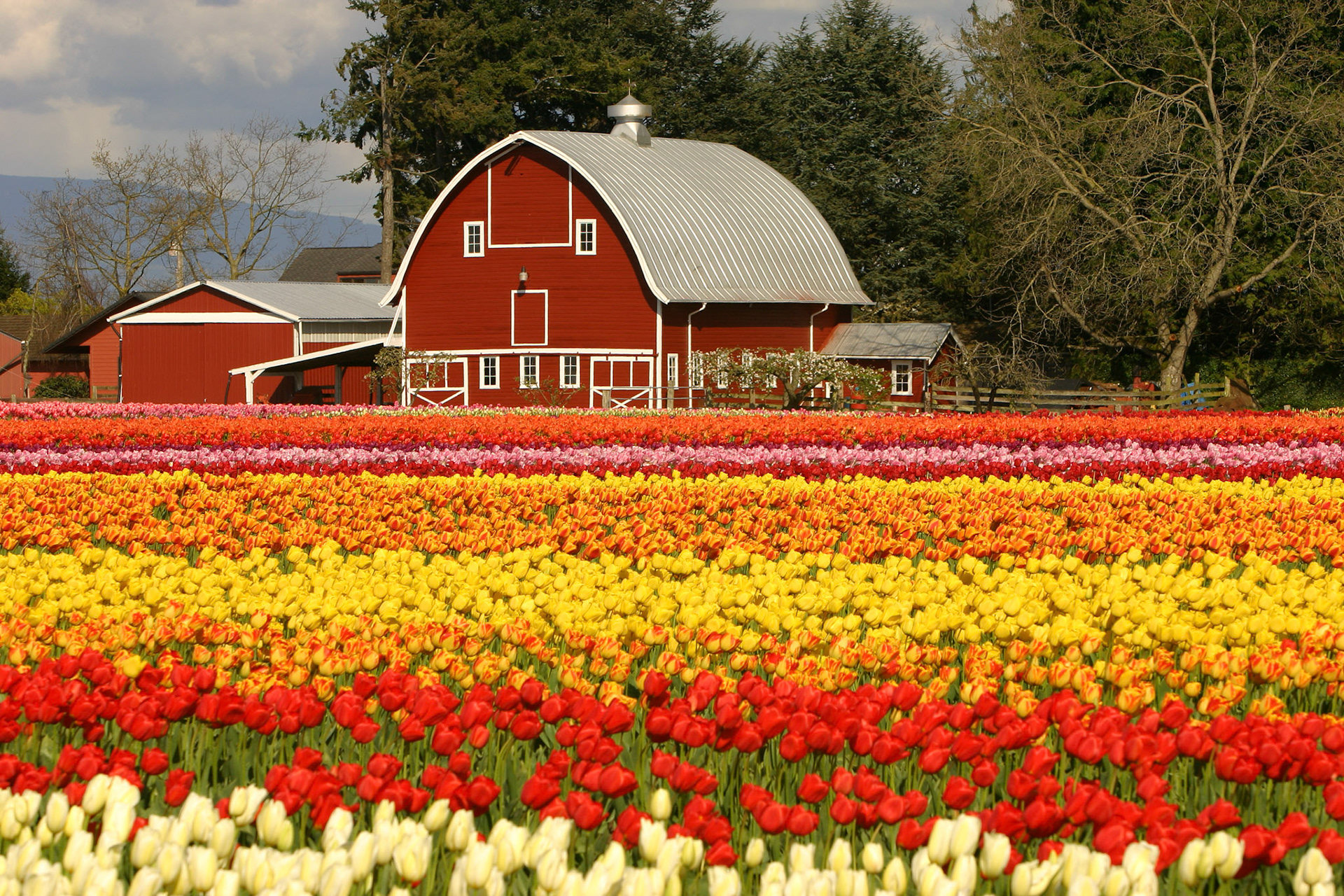 Tulip Town, Mount Vernon, WA