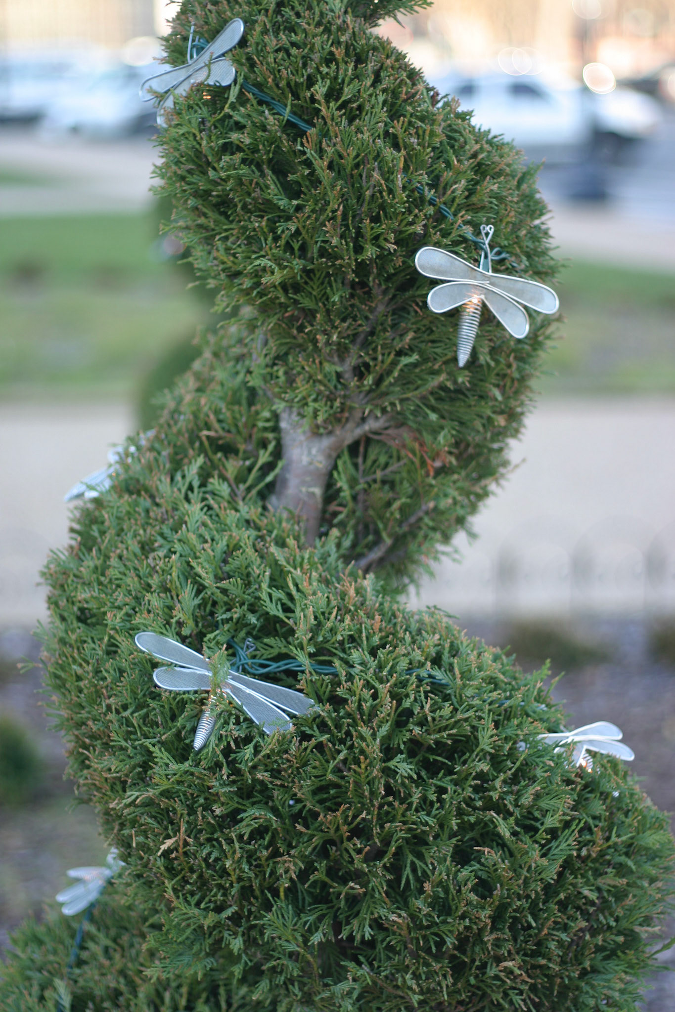 Dragonfly bush - Washington, D.C.