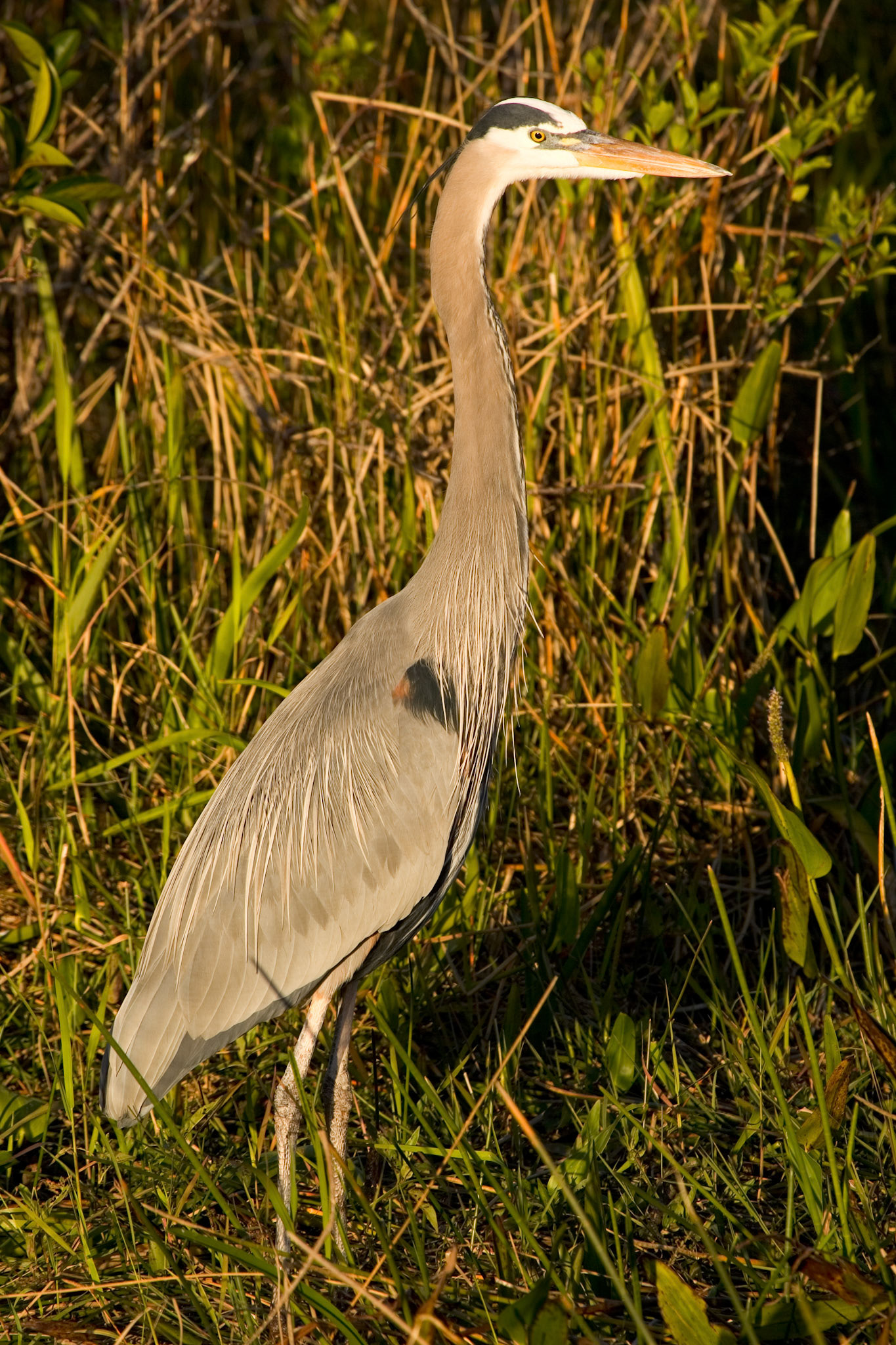 Great Blue Heron - Everglades National Park, FL