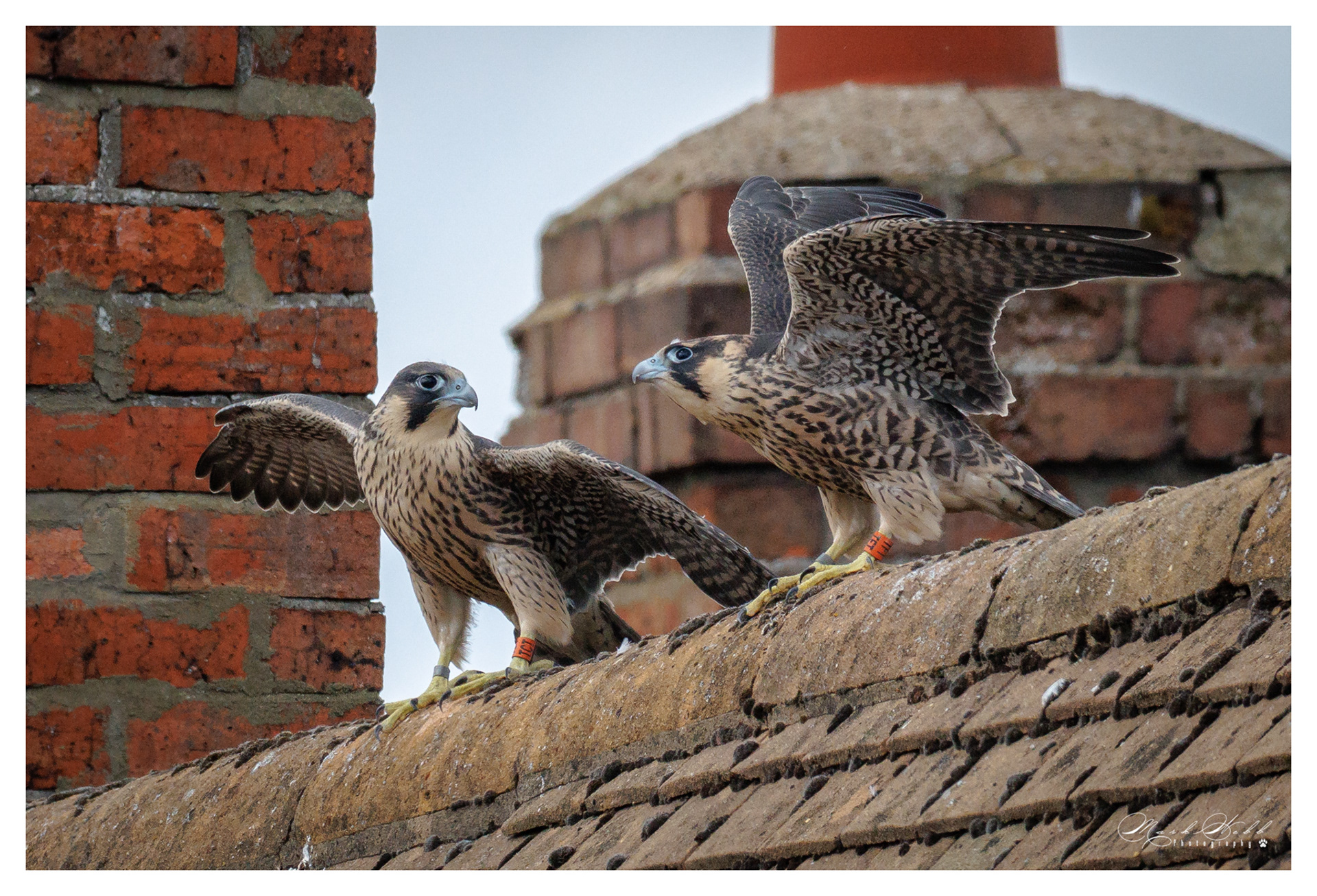 Peregrines Higham June 2026