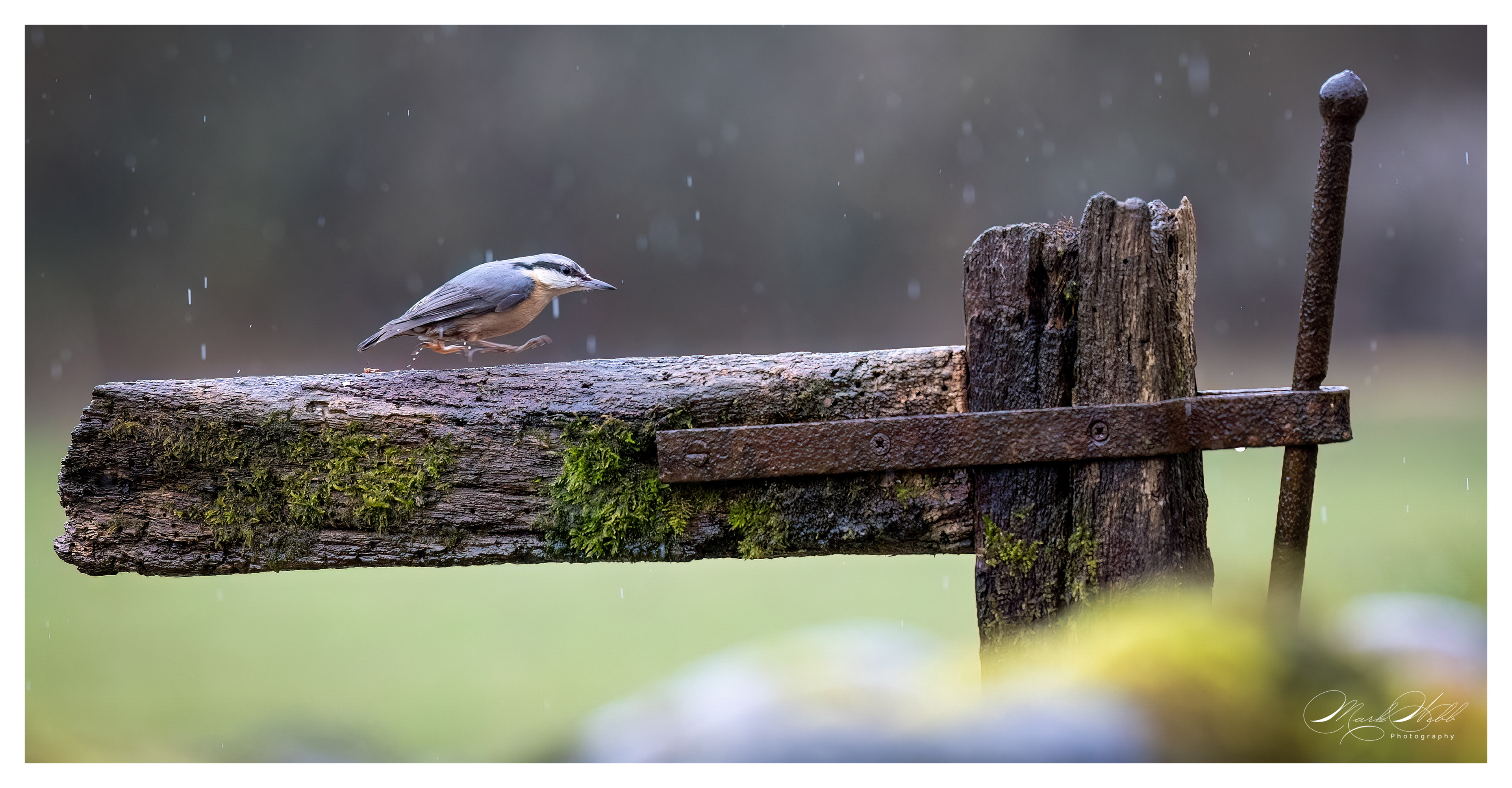 Nuthatch Bournemouth March 2024