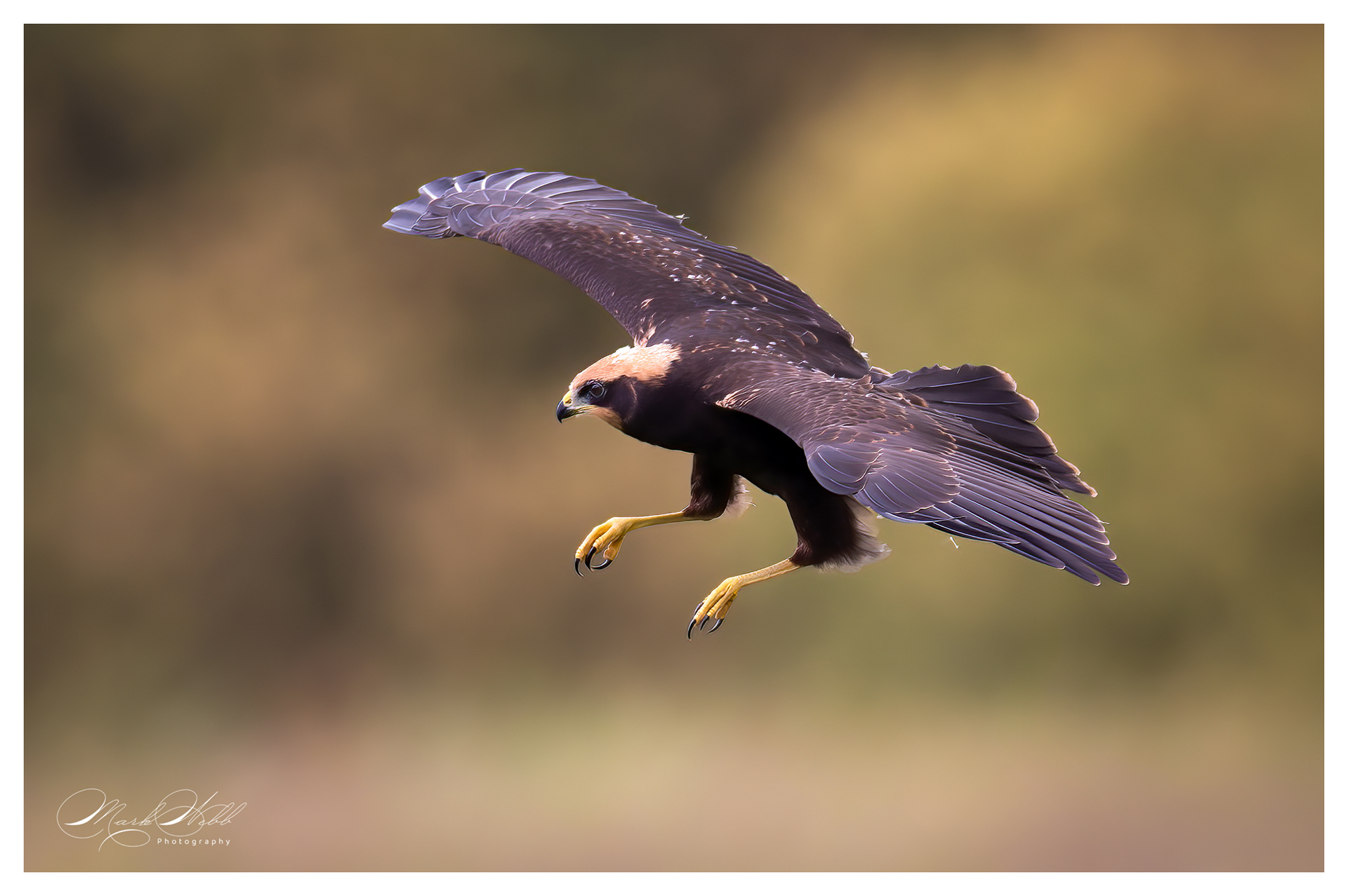 Marsh Harrier Woodwalton June 2024