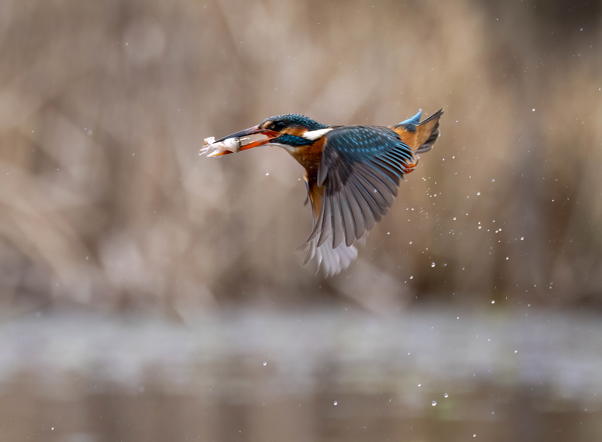 Wildlife Hides March 2023