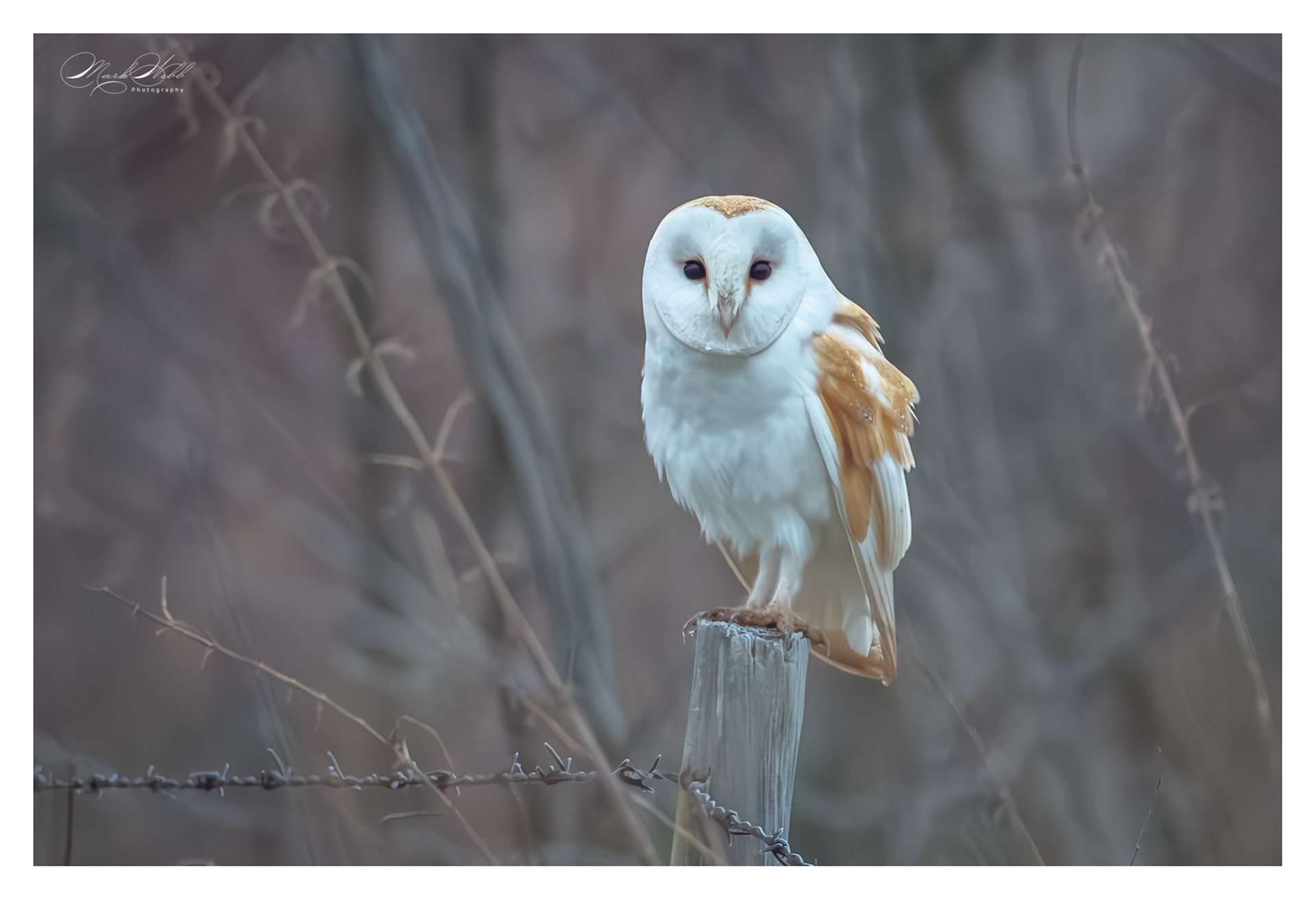 Barn Owl Whiston Lock March 2025