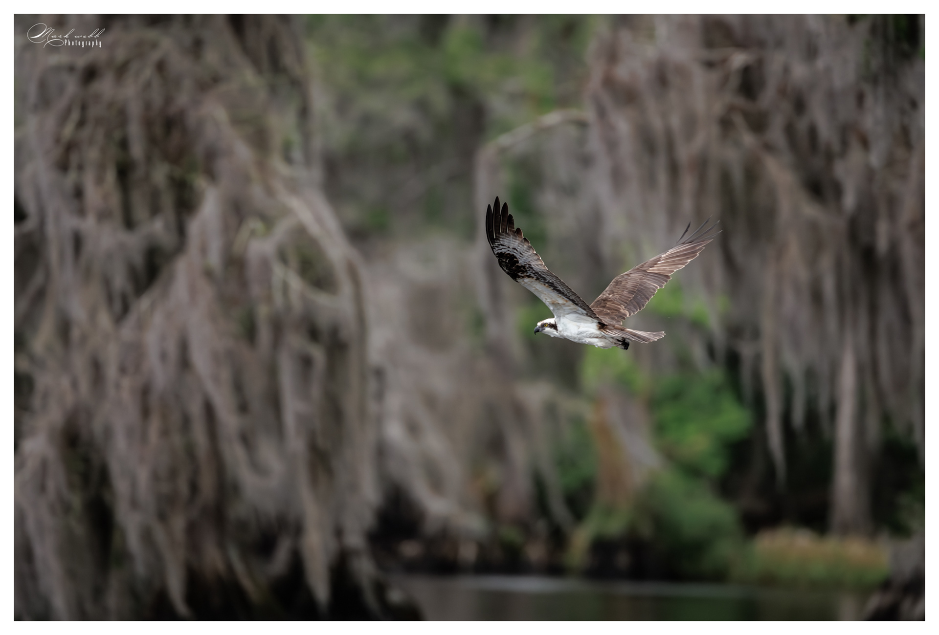 Osprey Blue Cypress Lake