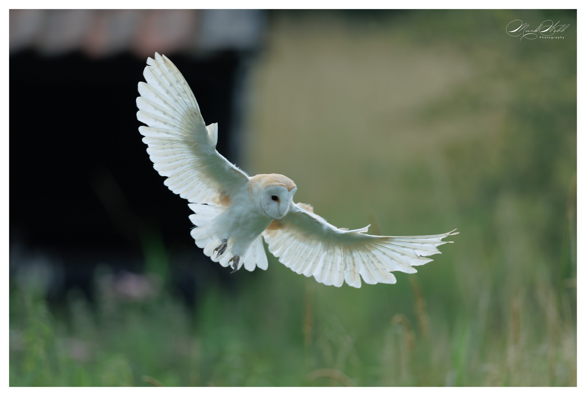 Barn Owl Sculthorpe July 2025