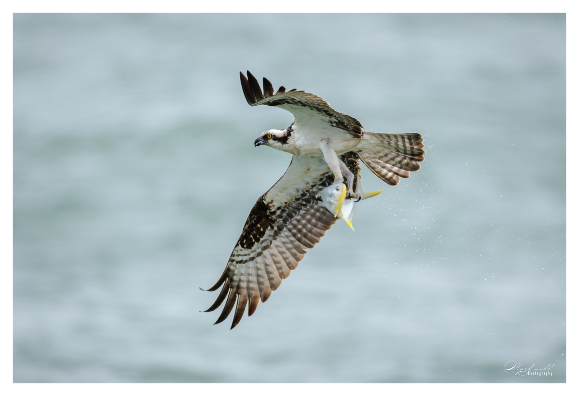 Osprey S Inlet