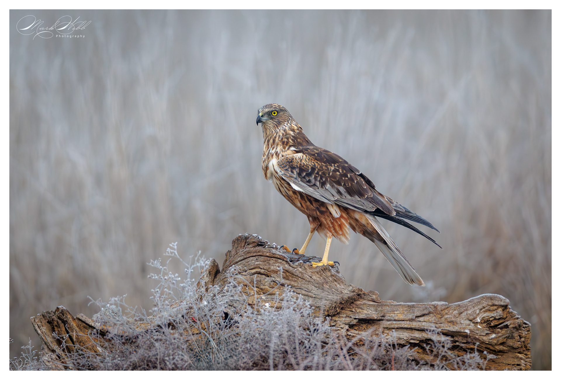 Marsh Harrier