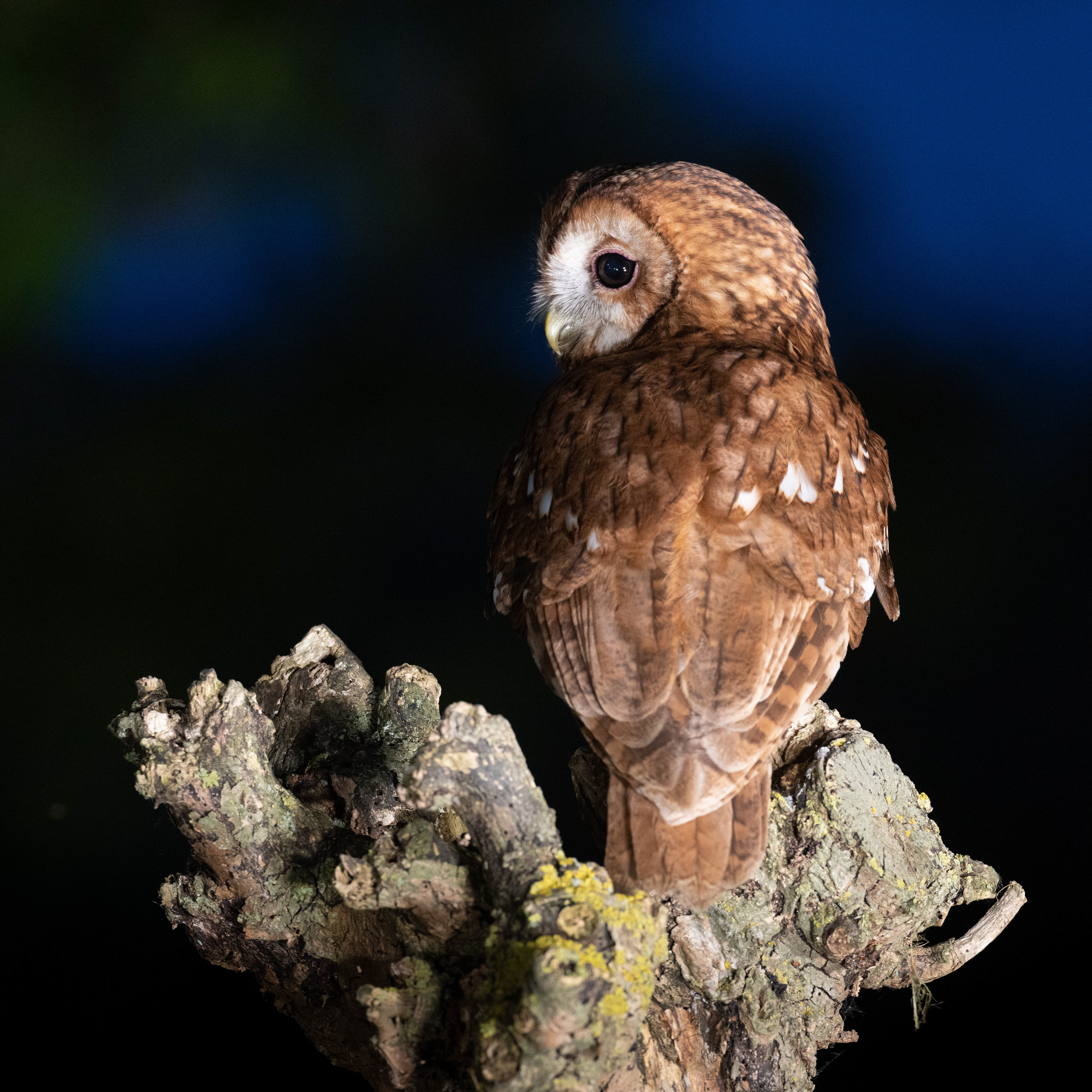 Tawny Owl Hide May 2023