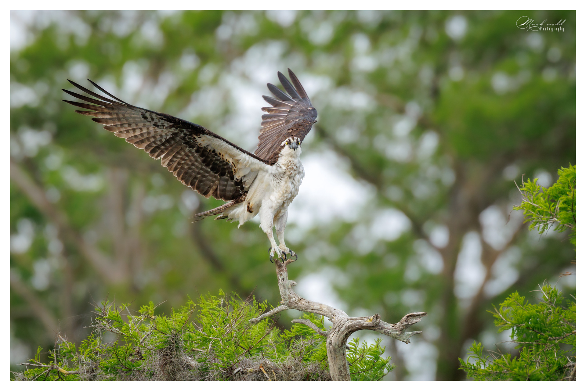 Osprey Blue Cypress Lake