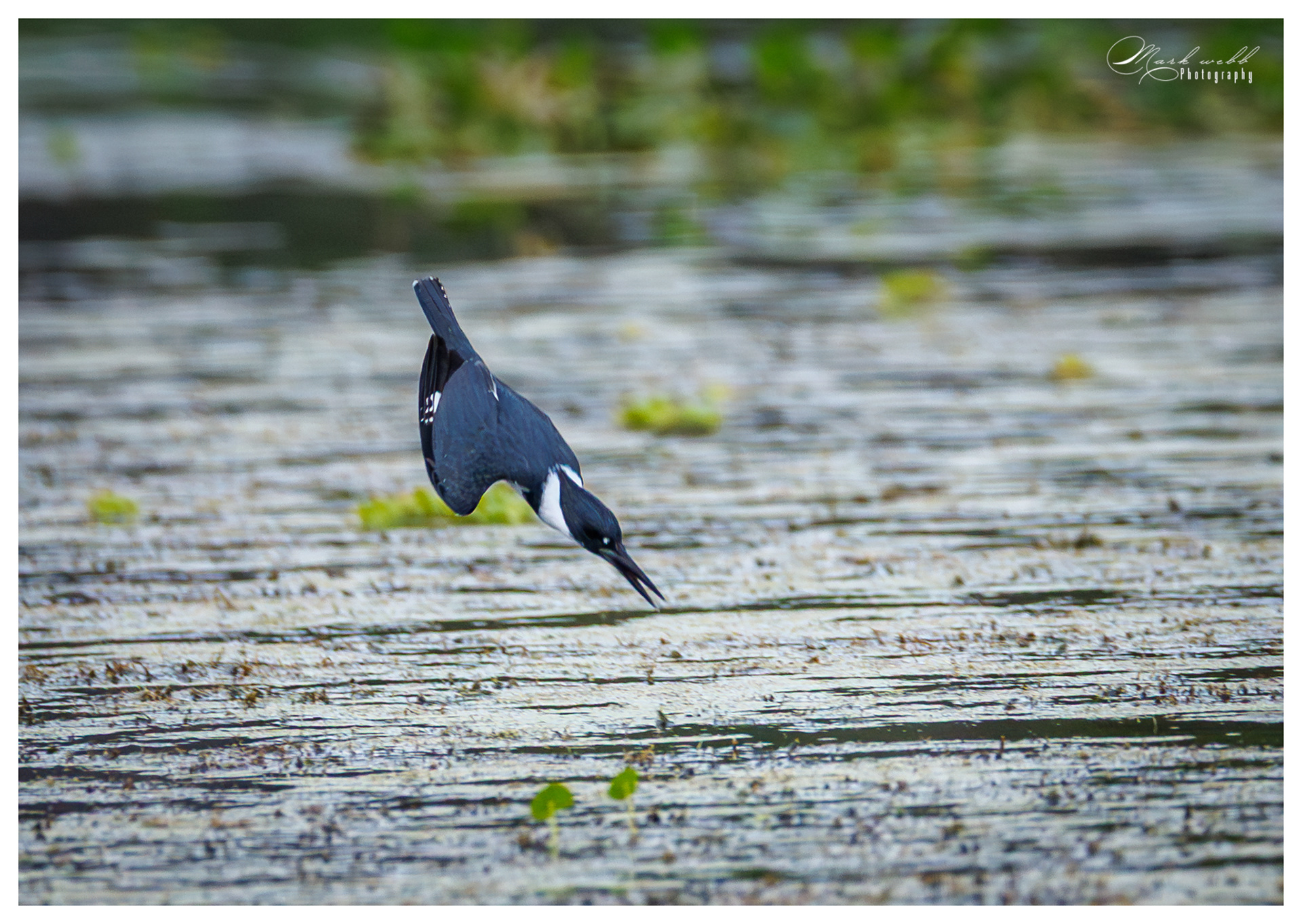 Belted Kingfisher Orland Wetlands