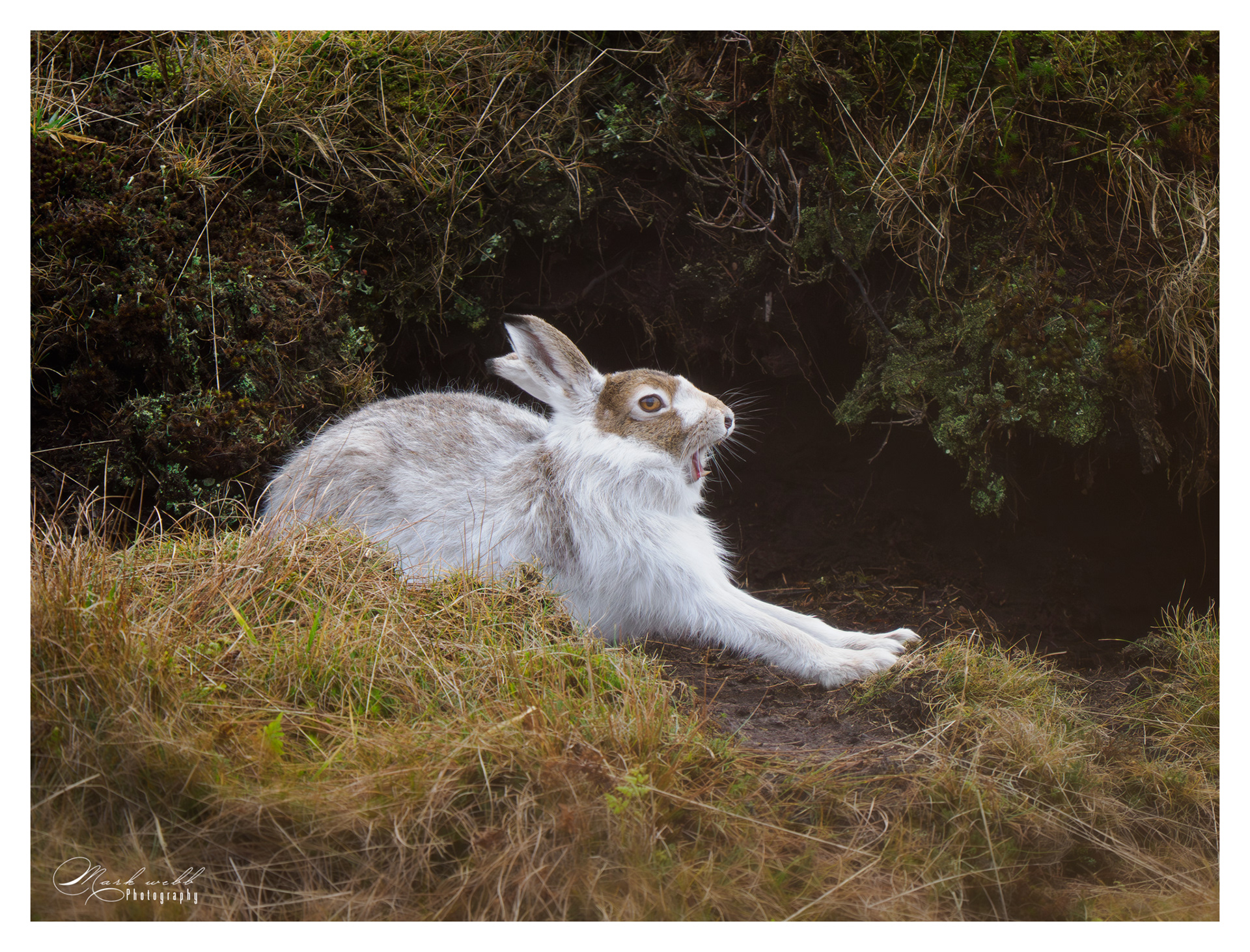 Mountain Hare Peak District December 2025