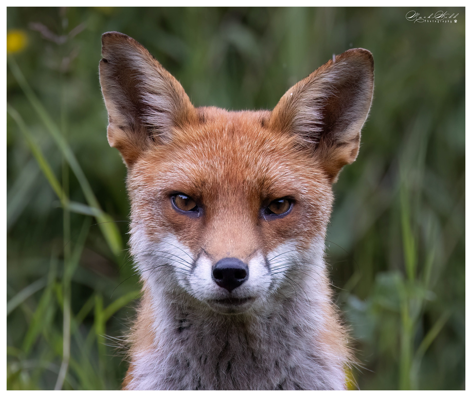 Essex Foxes July 2023