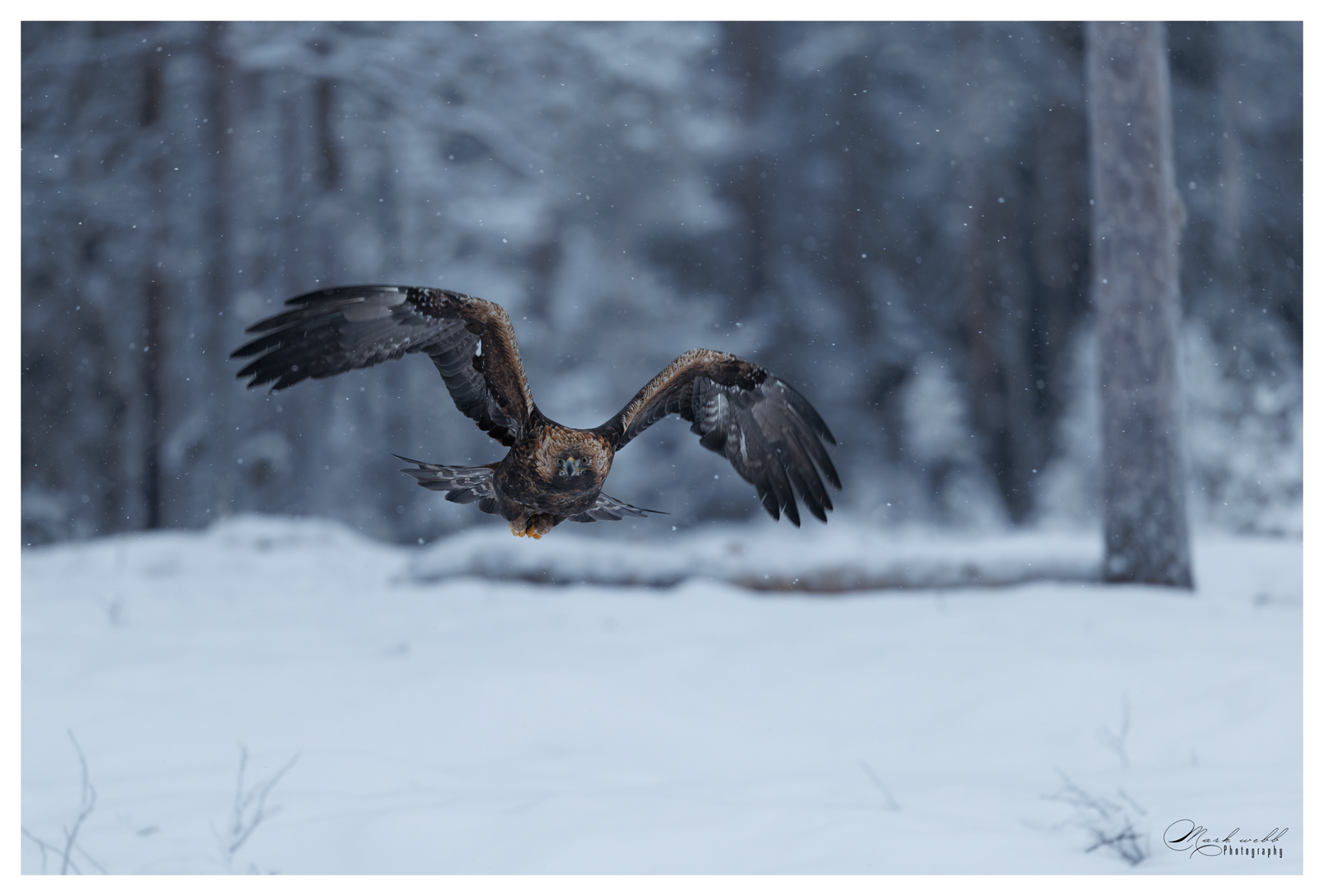 Golden Eagle
