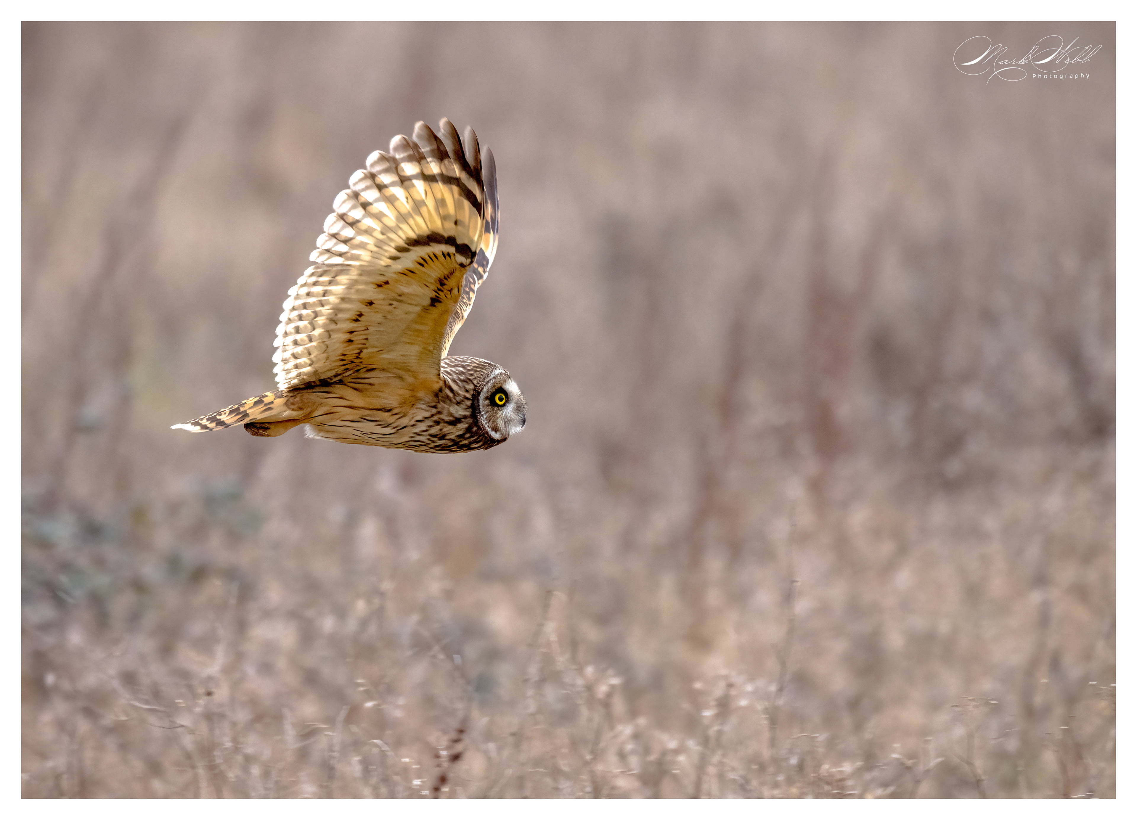 SEO Wallasea Island February 2024