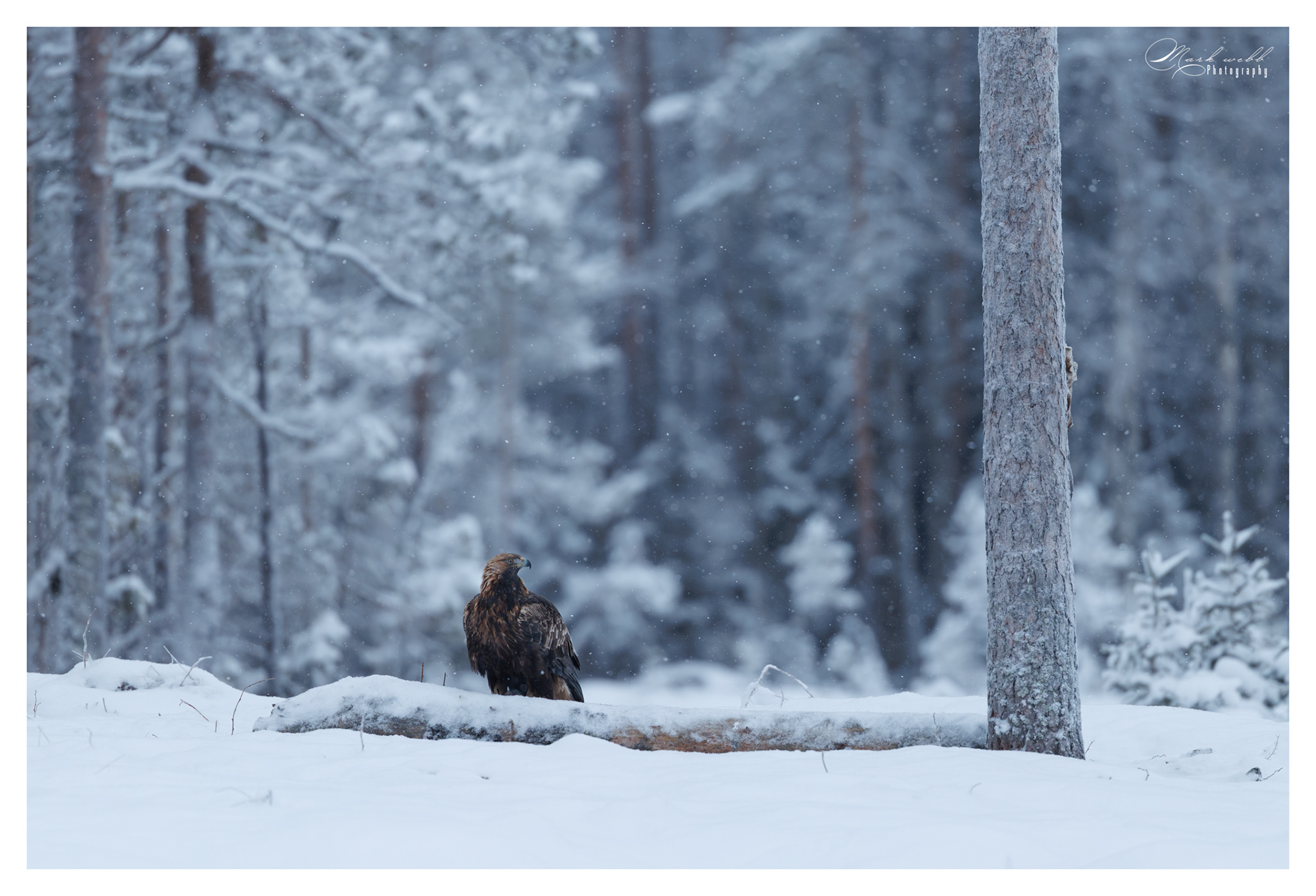 Golden Eagle