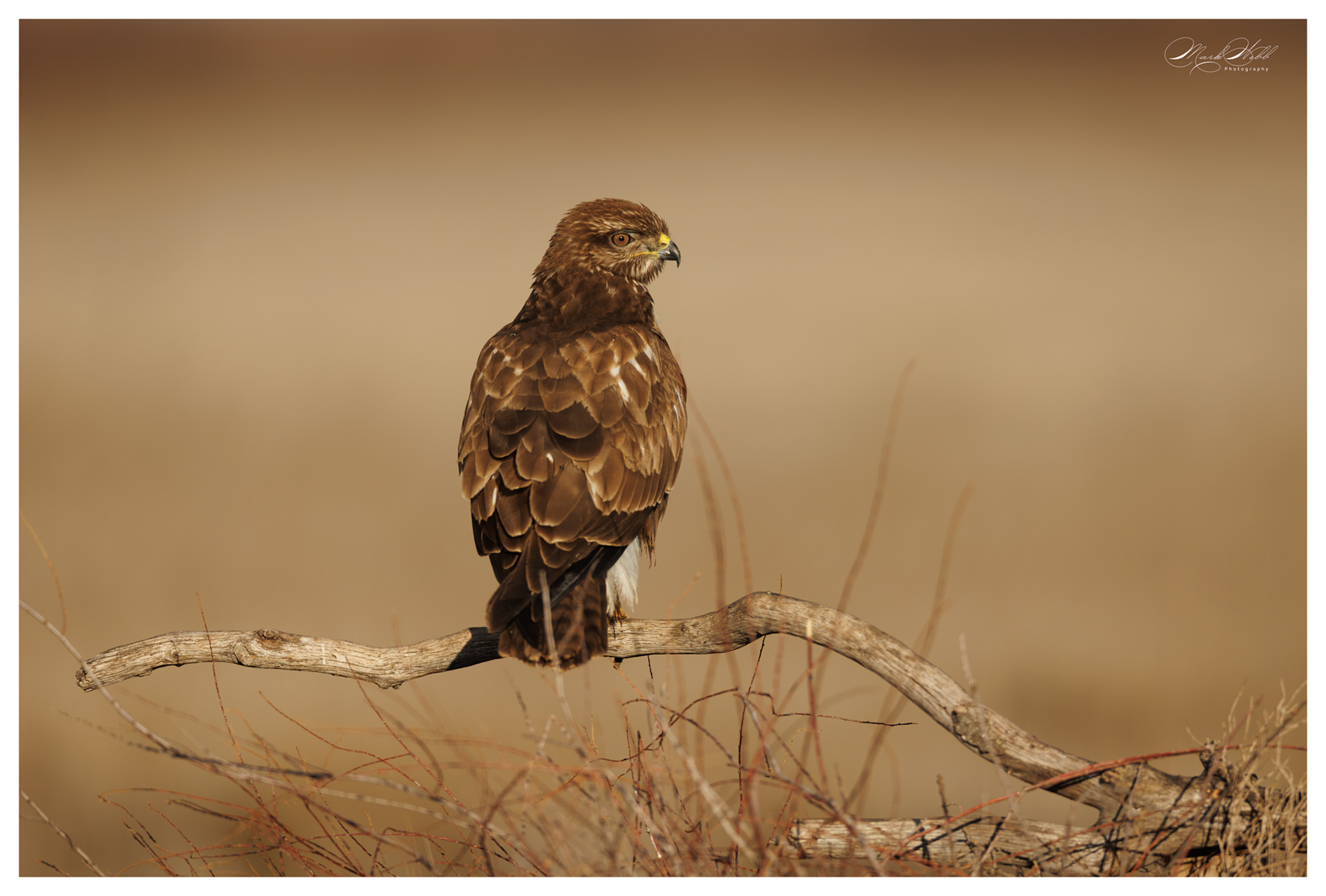 Buzzard