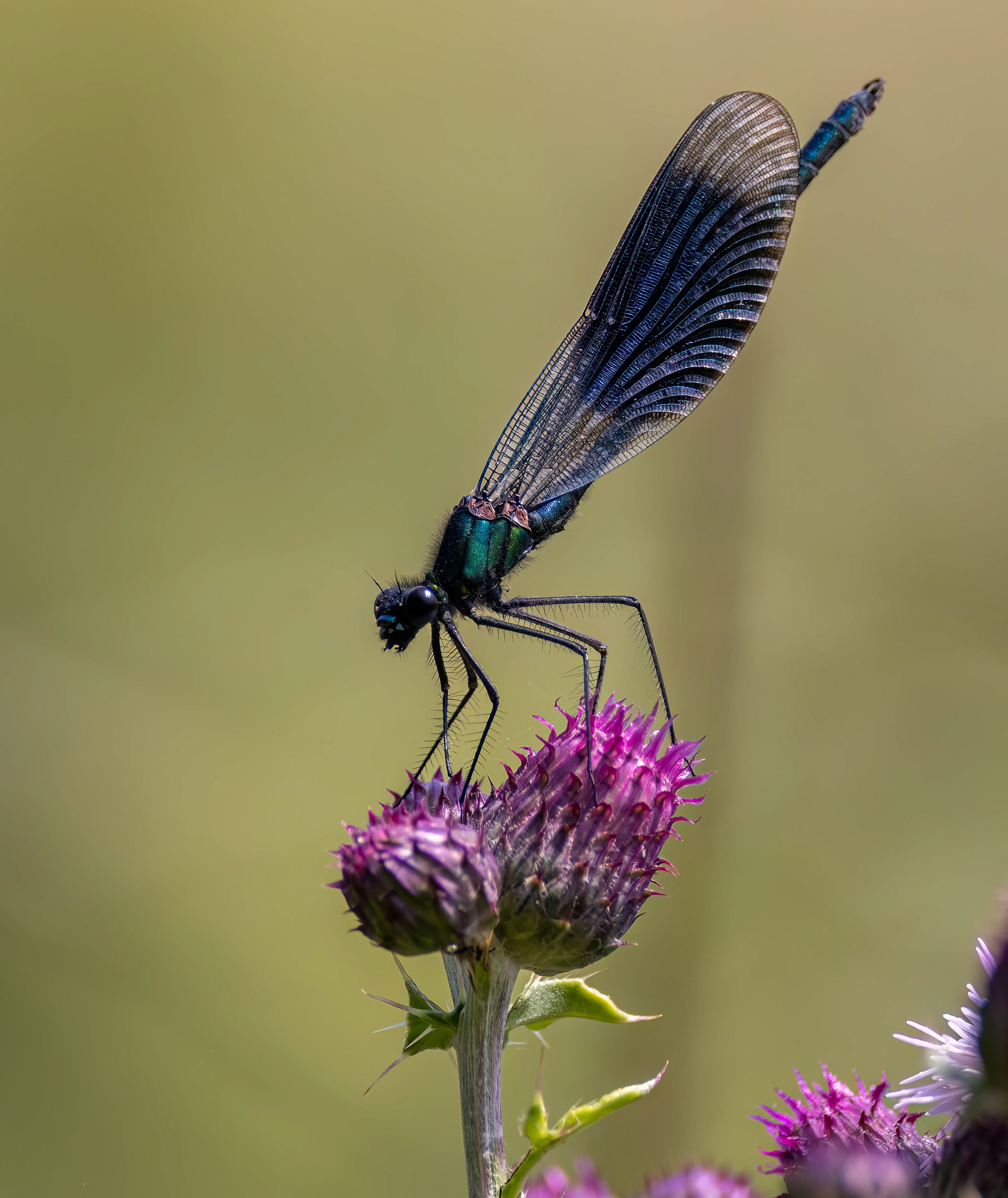 Banded Demoiselle Titchmarsh June 2023