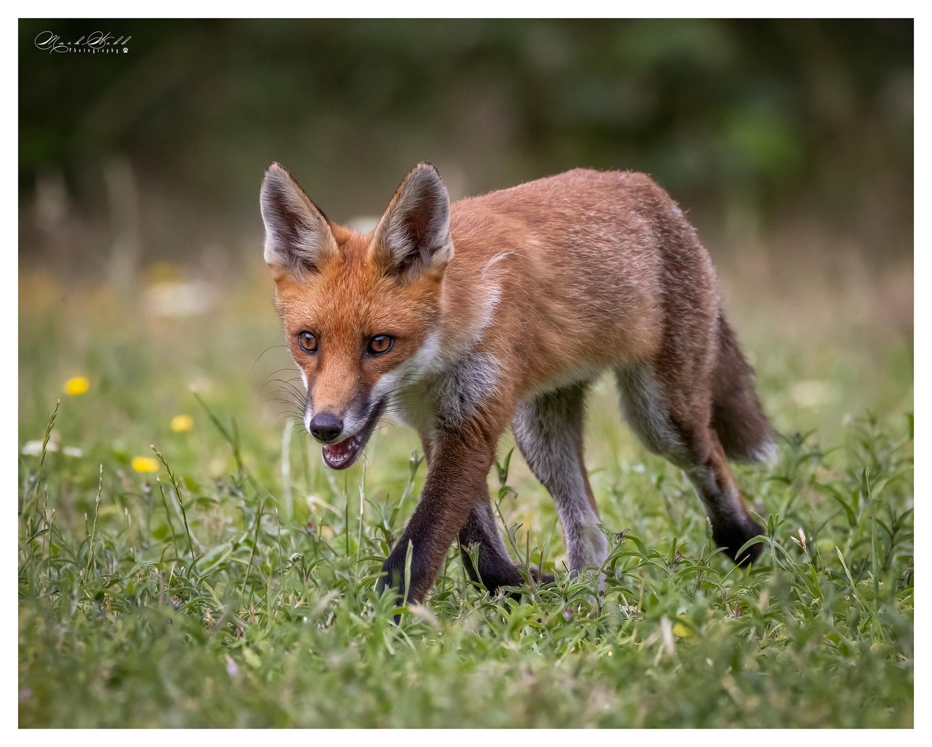 Essex Foxes July 2023