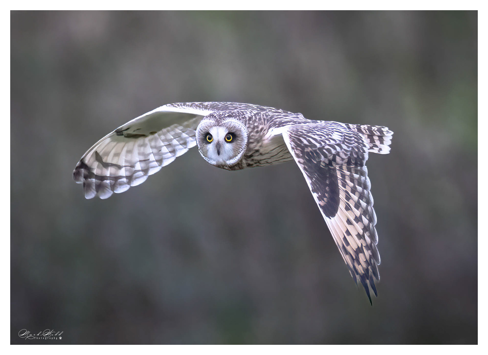 SEO Bempton Cliffs October 2023