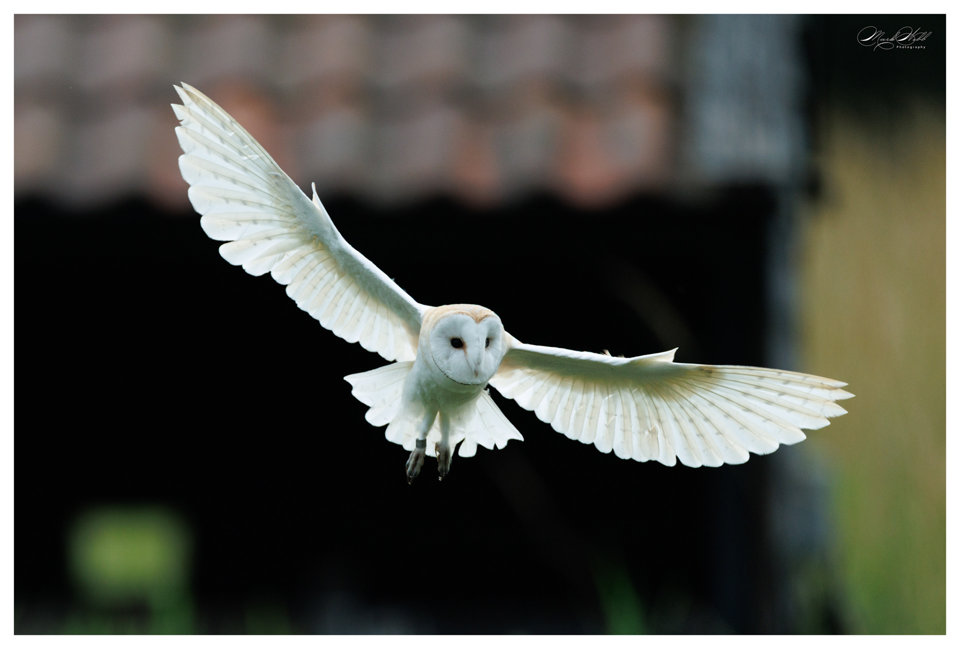 Barn Owl Sculthorpe July 2025