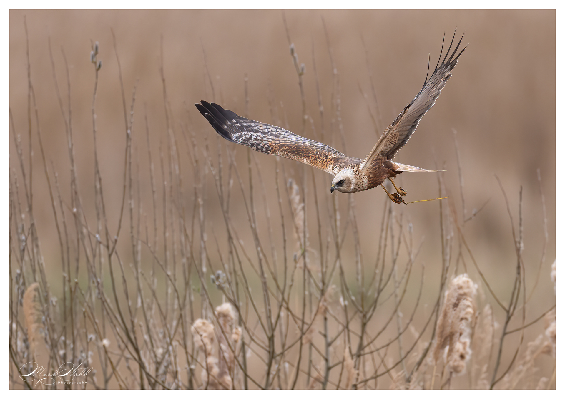 Marsh Harrier Fowlmere March 2024