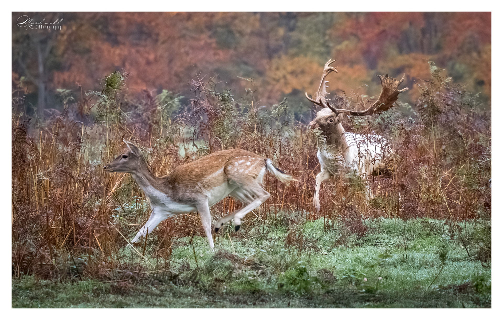 Fallow Deer Bushy Park October 2025