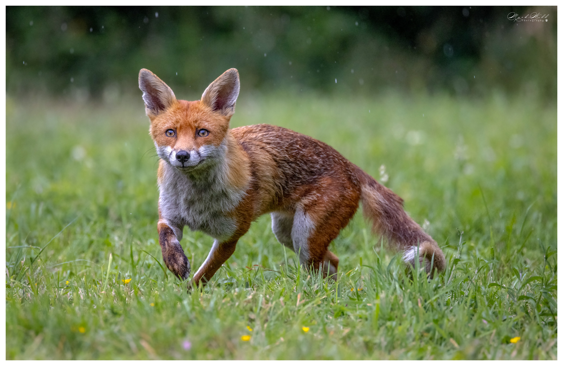 Essex Foxes July 2023