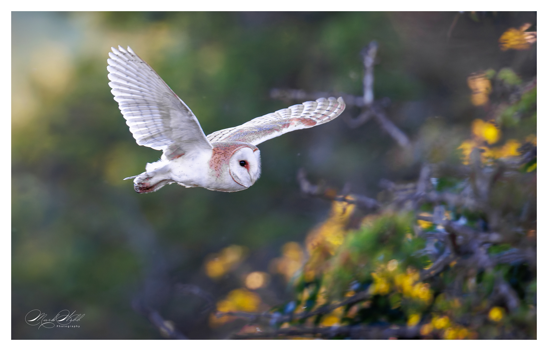 Barn Owl Summer Leys July 2024