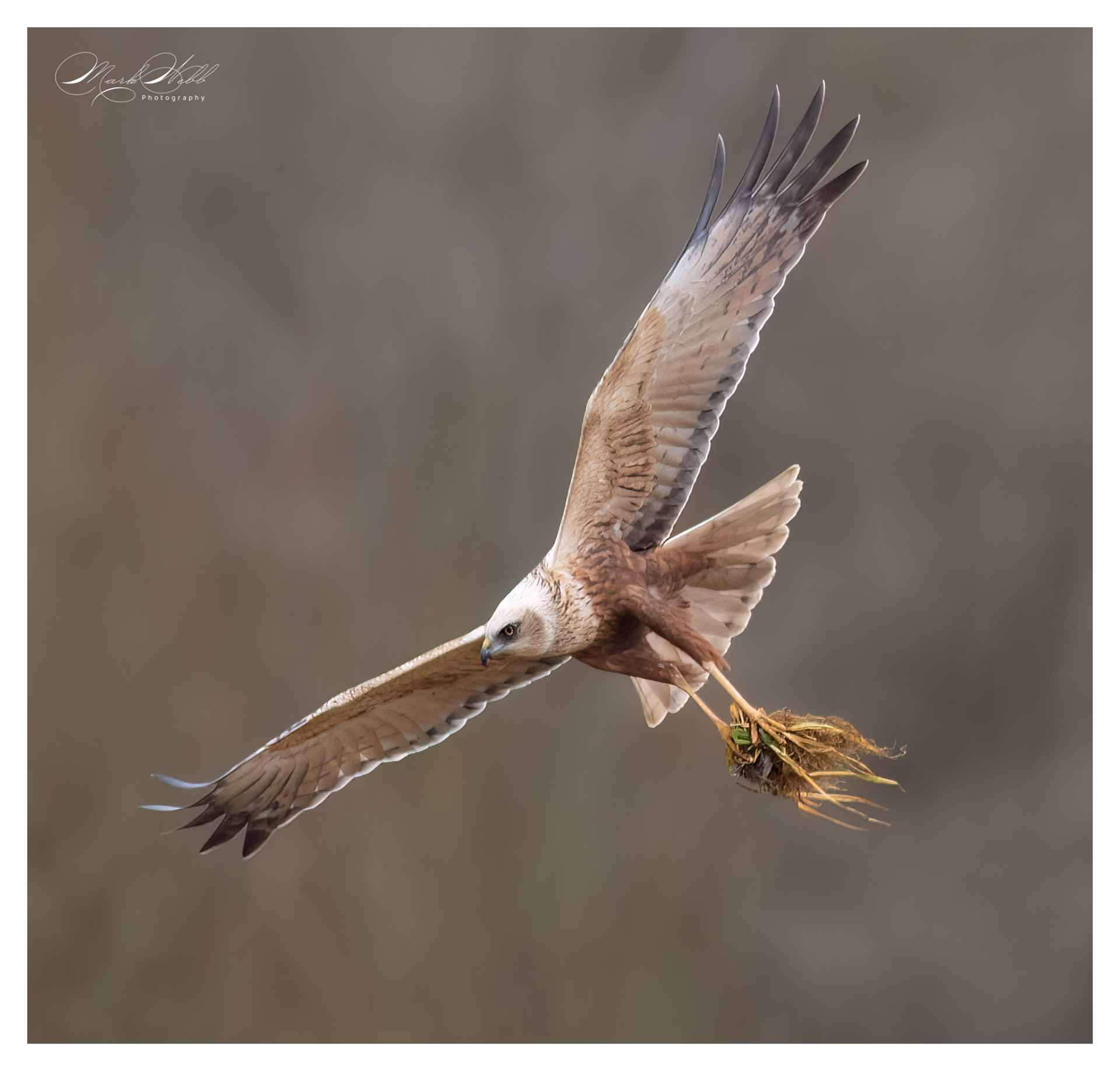 Marsh Harrier Fowlmere March 2024