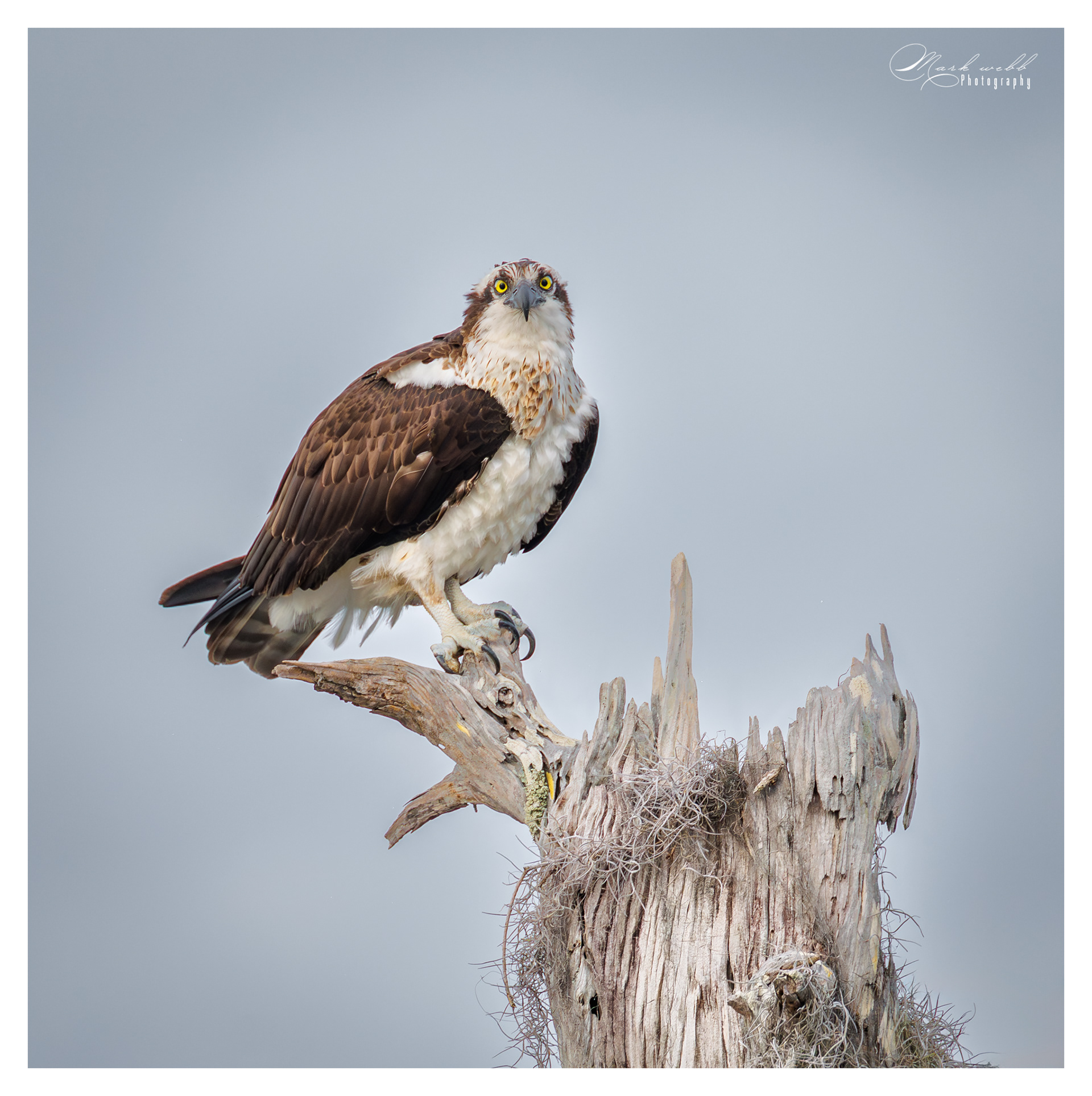 Osprey Blue Cypress Lake