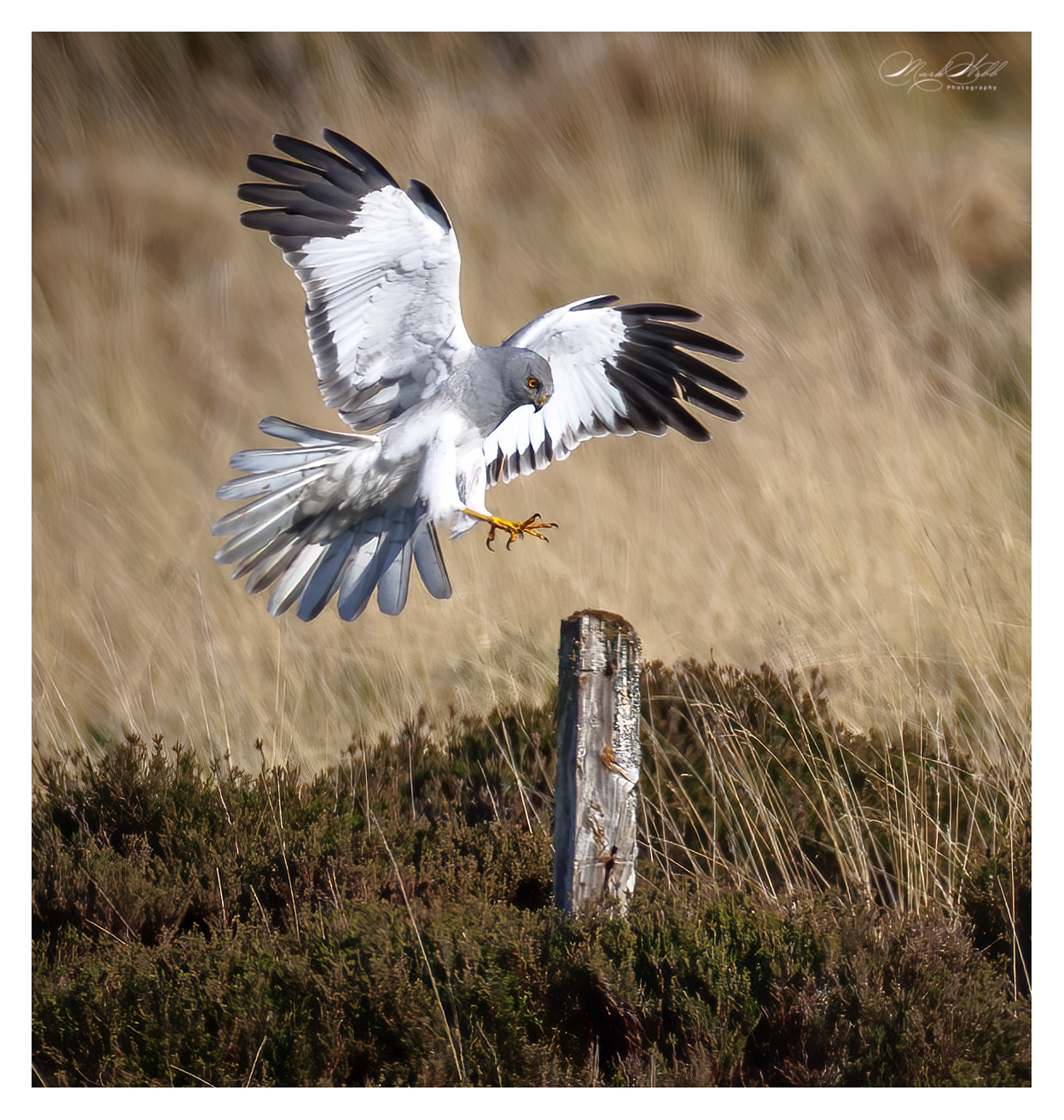 Male Hen Harrier
