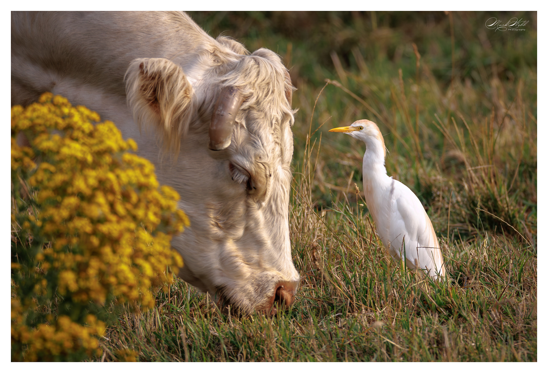 Cattle Egret Ouse Fen July 2025