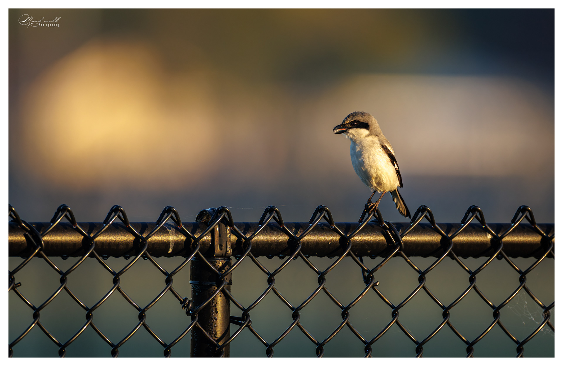 Shrike