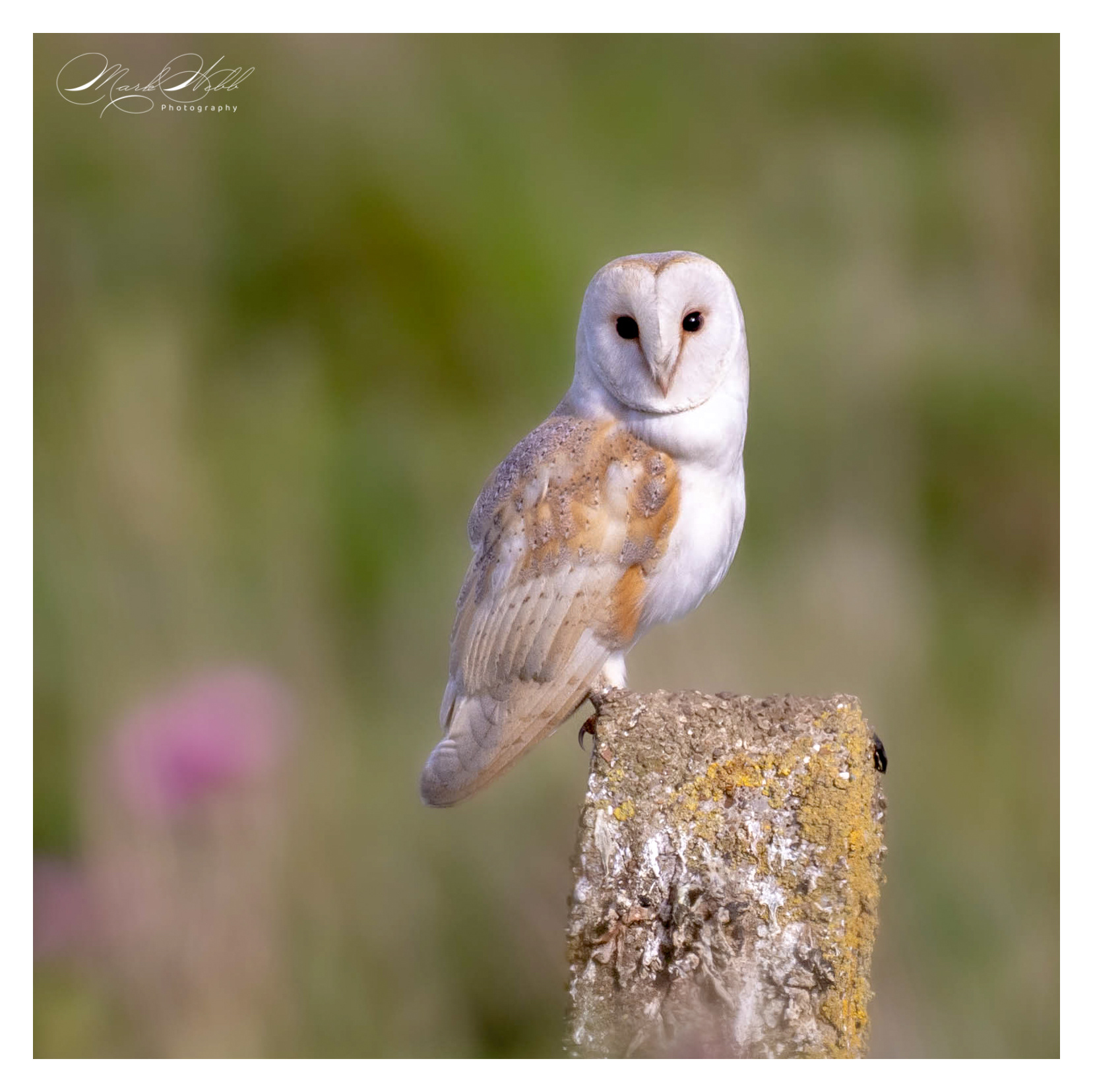 Barn Owl Bempton Cliffs May 2023