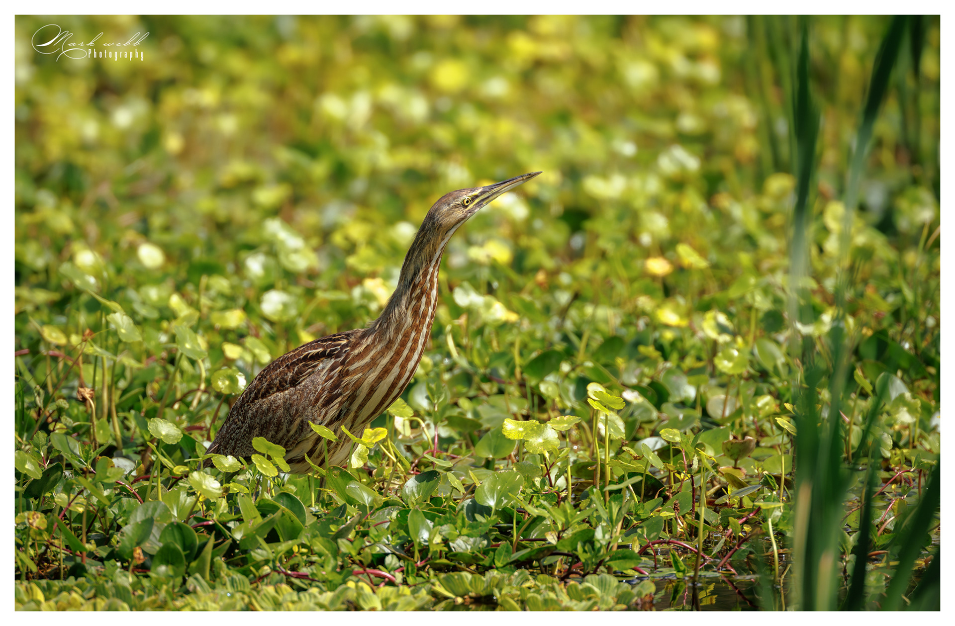 Bittern Orlando Wetlands