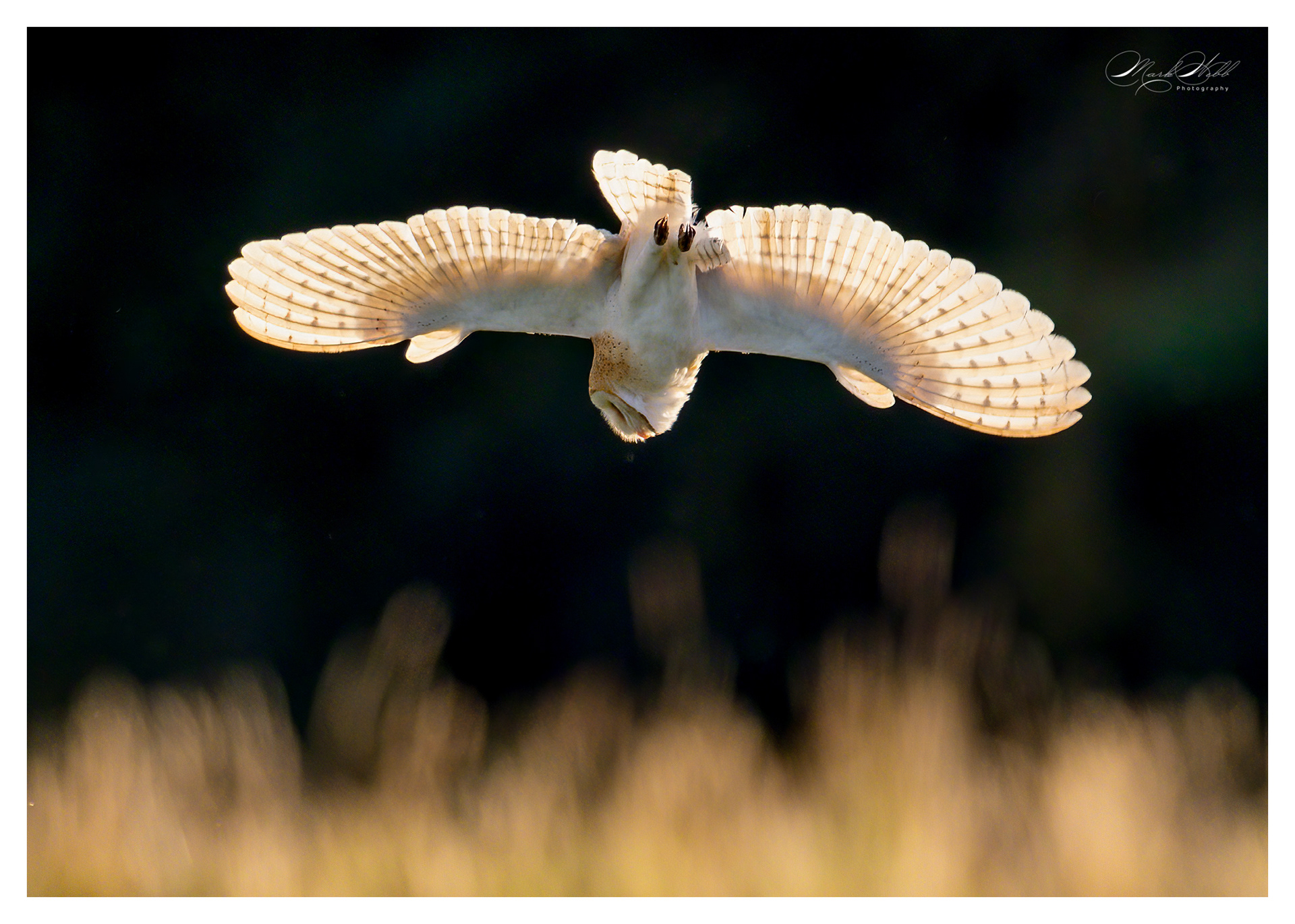 Barn Owl Summer Leys July 2024
