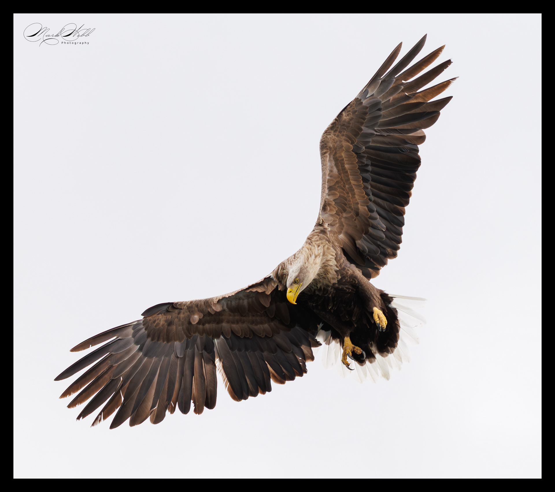 White Tailed Sea Eagle