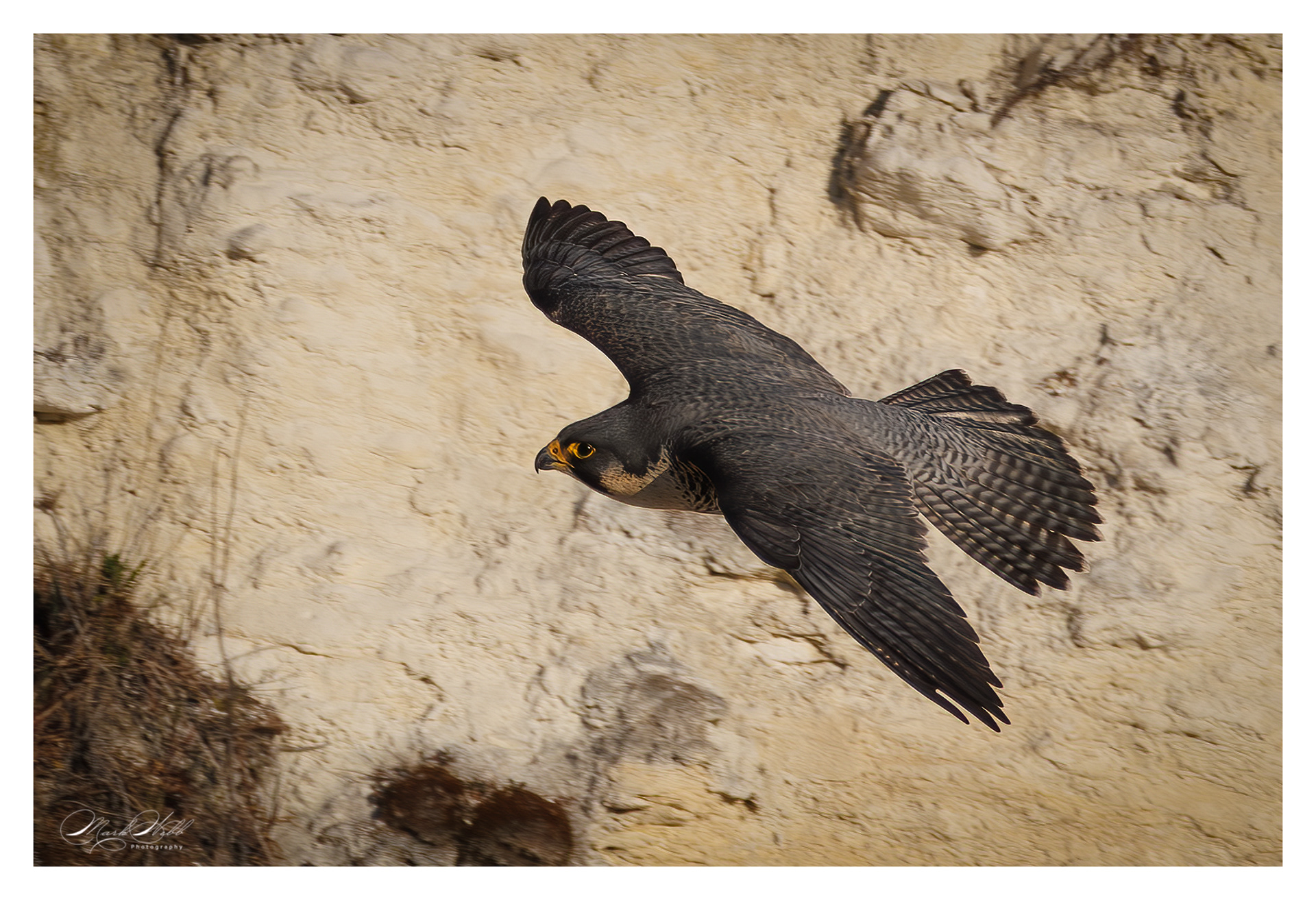 Peregrine Falcon Cherry Hinton April 2025