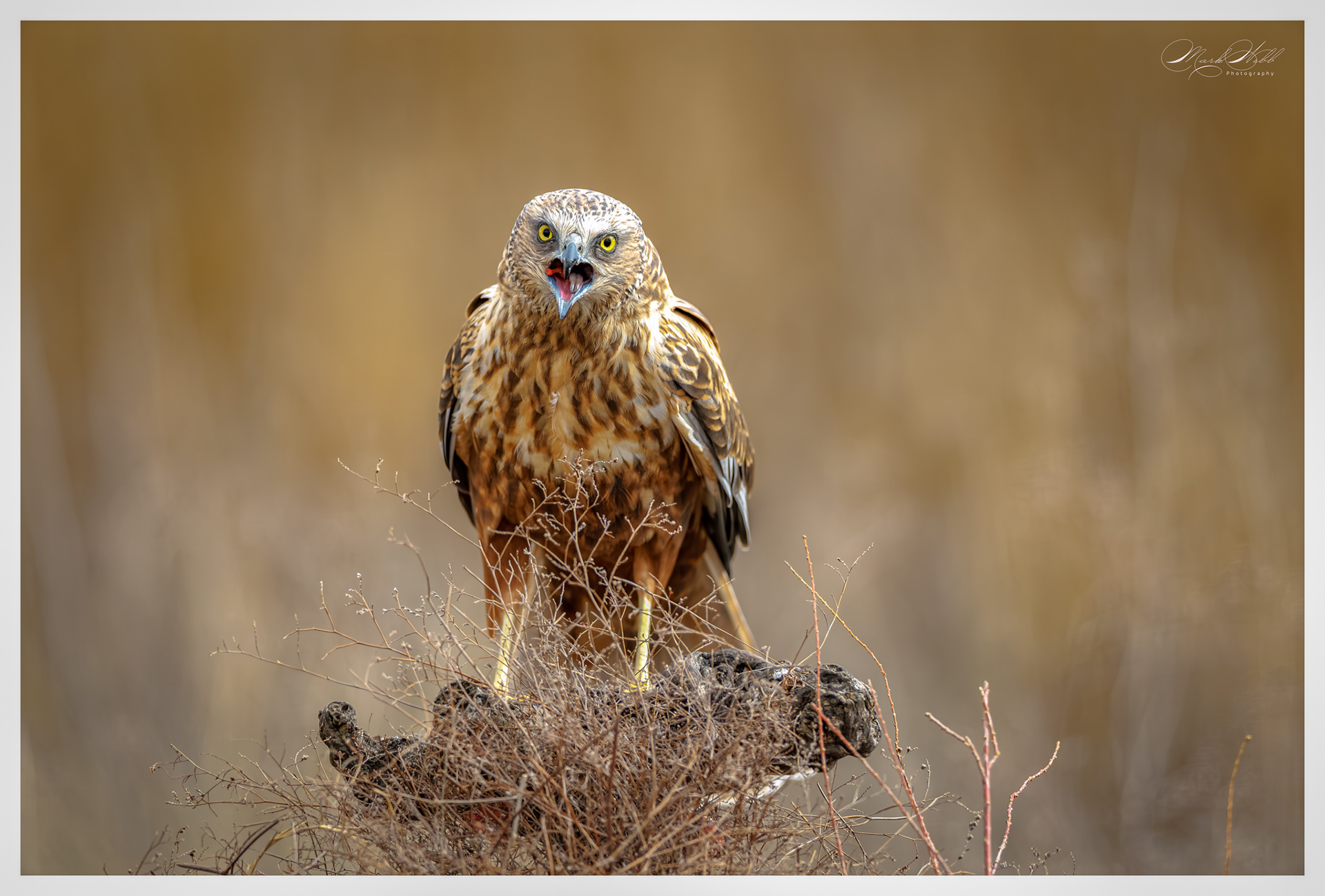 Marsh Harrier