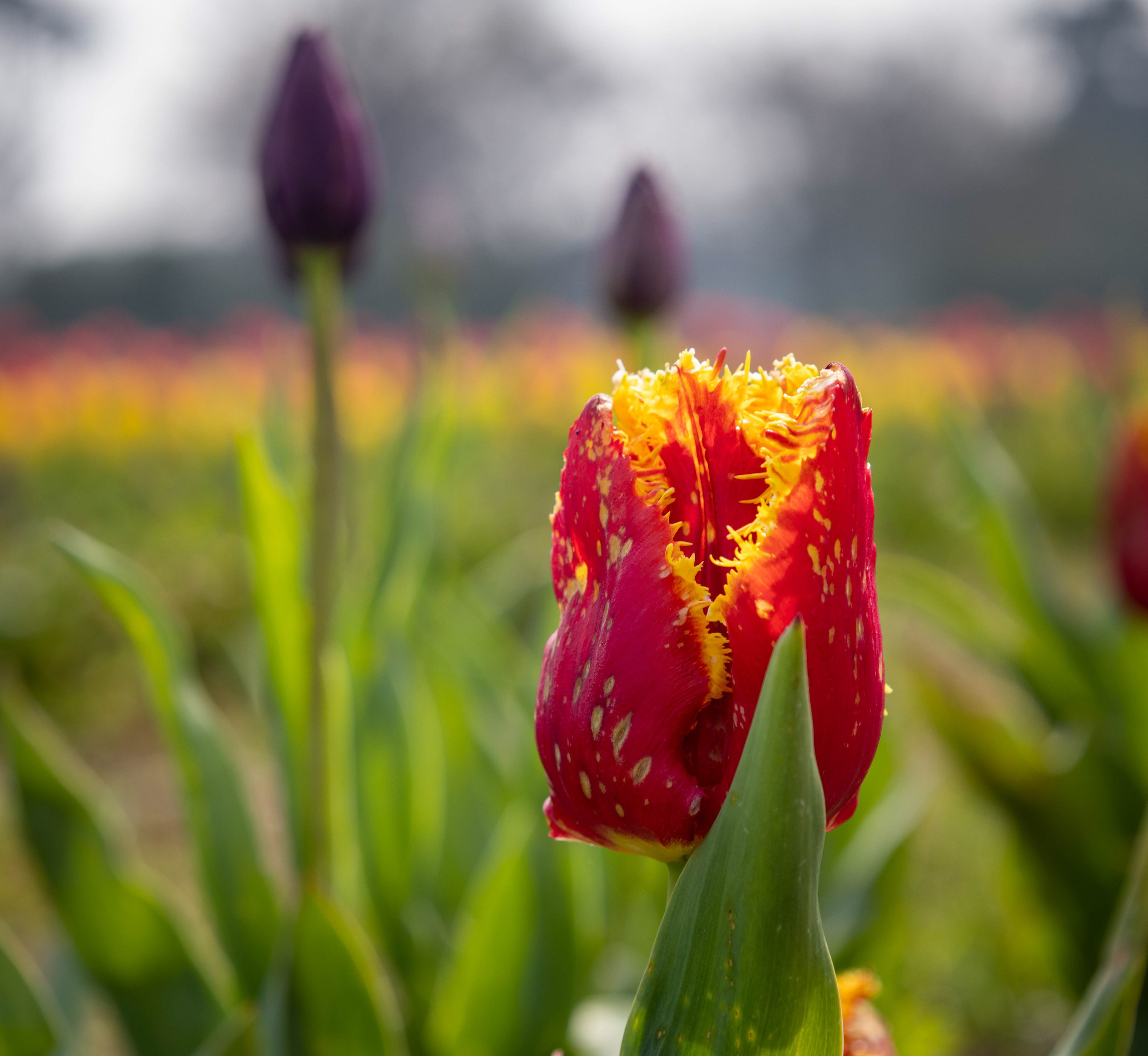 Tulipa Bastia April 2023