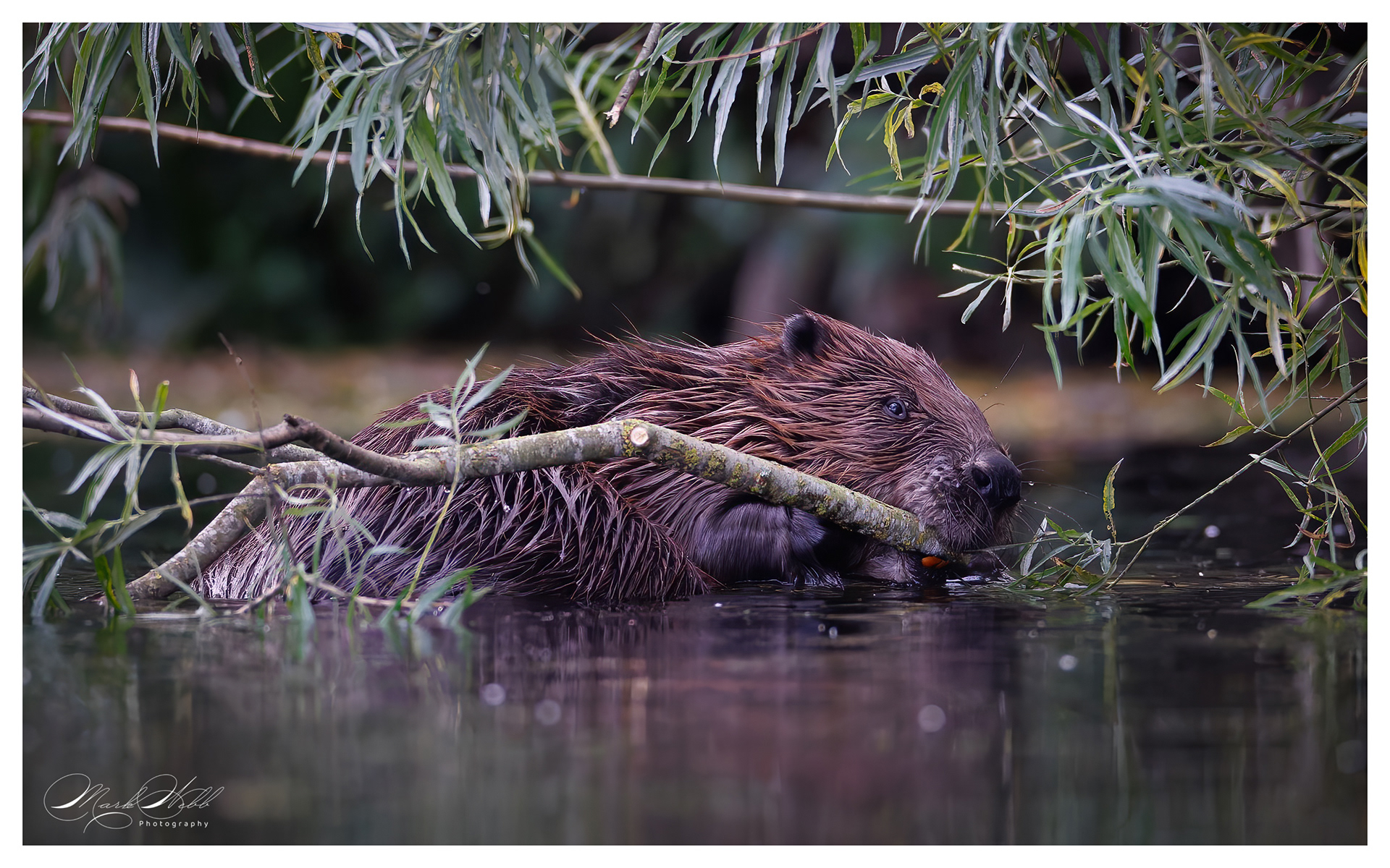 Beaver River Stour Kent July 2024