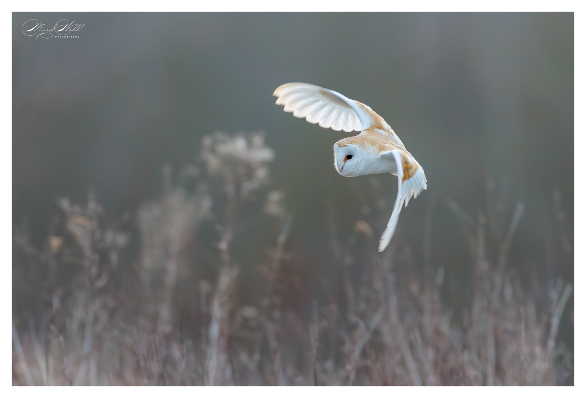 Barn Owl Whiston Lock March 2025