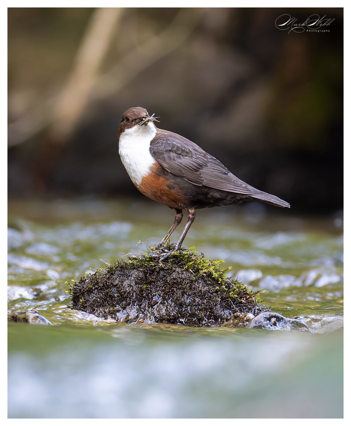 Dipper Millers Dale April 2024