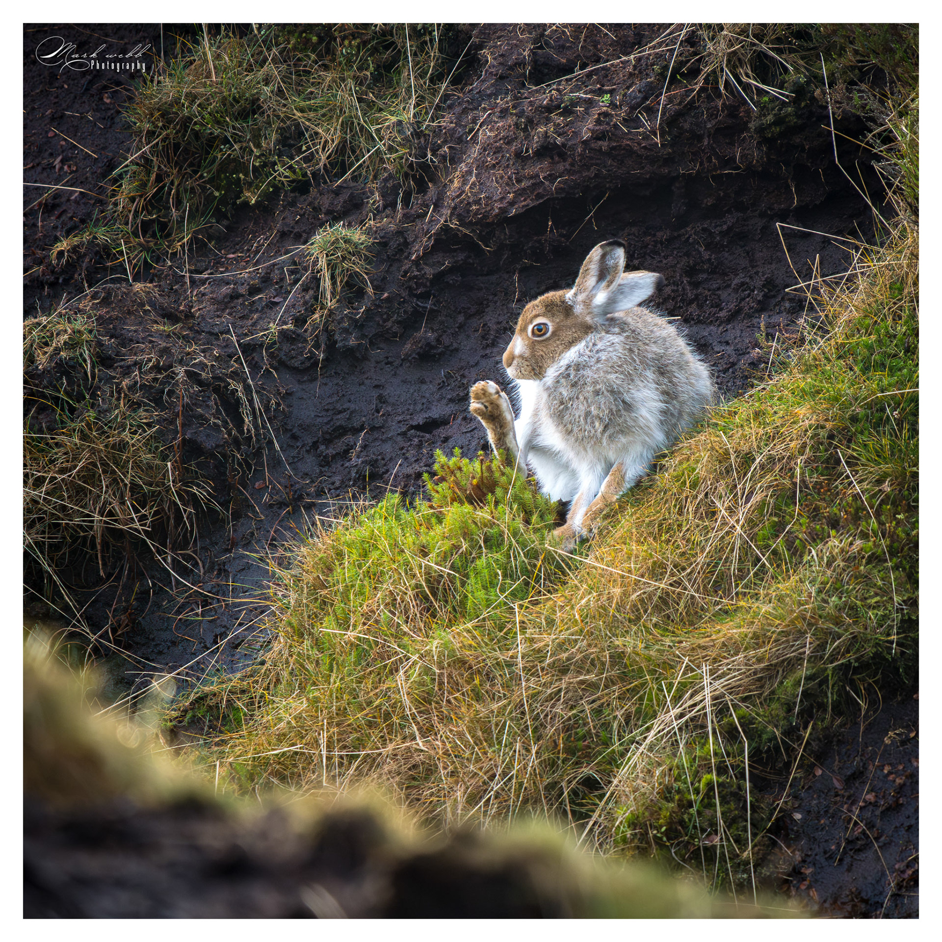 Mountain Hare Peak District December 2025
